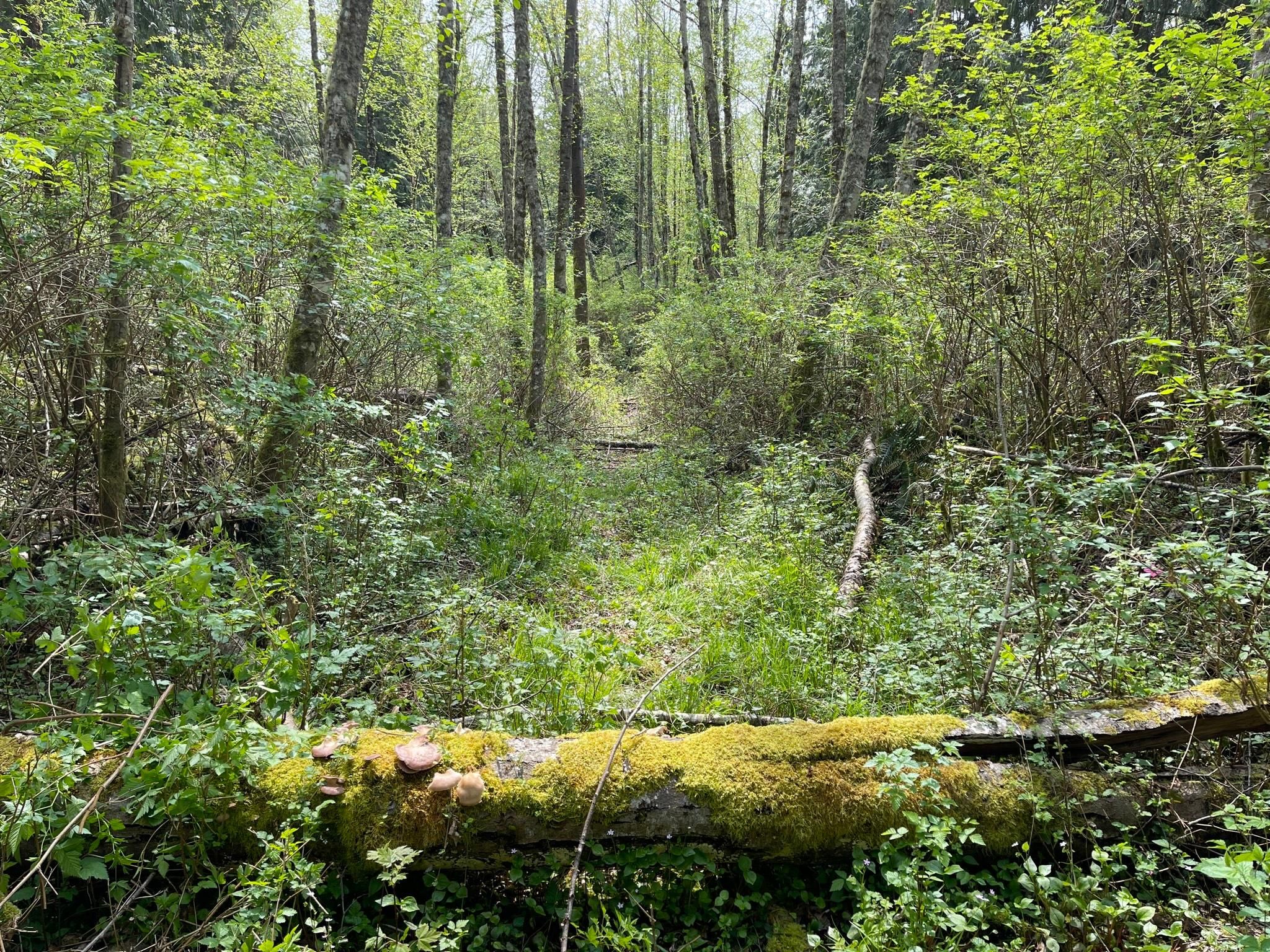 16201 30th Ave NW, Lake Goodwin, WA 98292 MLS 2059505 Land and Farm