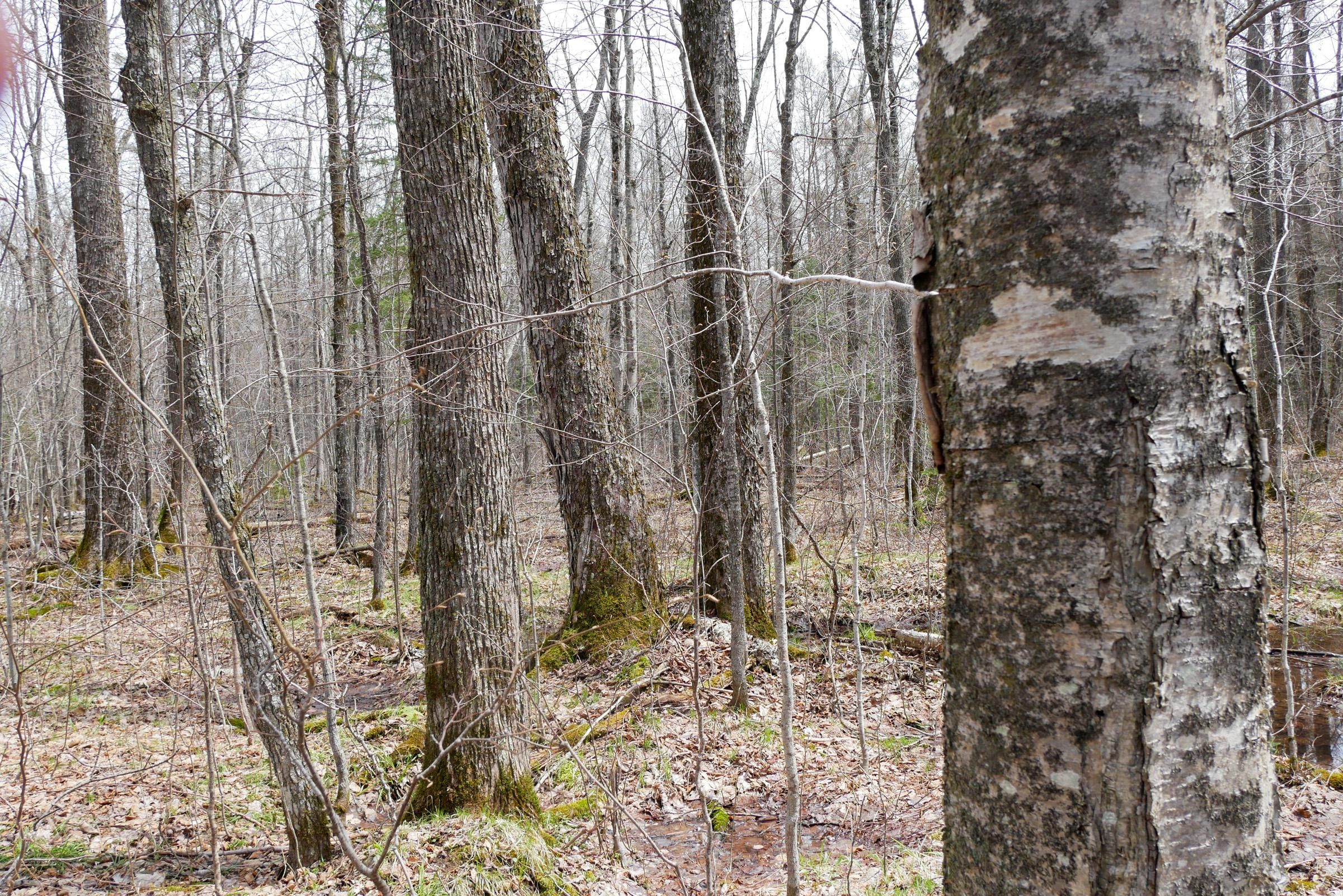 40 Acres, Forest Road 113, Westboro, WI 54490 Land and Farm