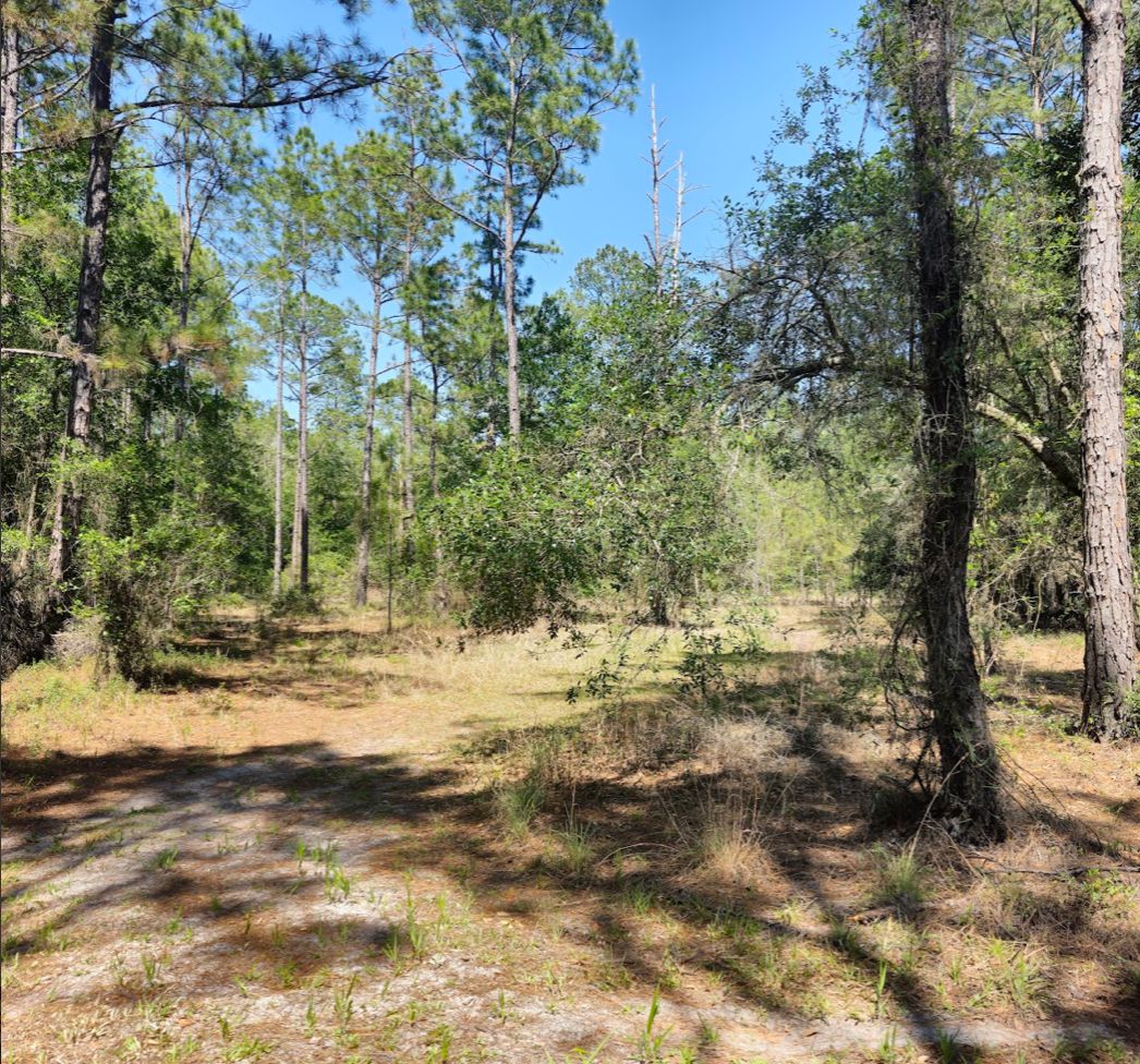 1.25 Acres, Bronson, FL 32621 Land and Farm