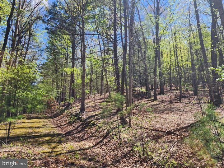 2 Acres, 16A LOST RIVER MOUNTAIN / WITTS END, Mathias, WV 26812 Land