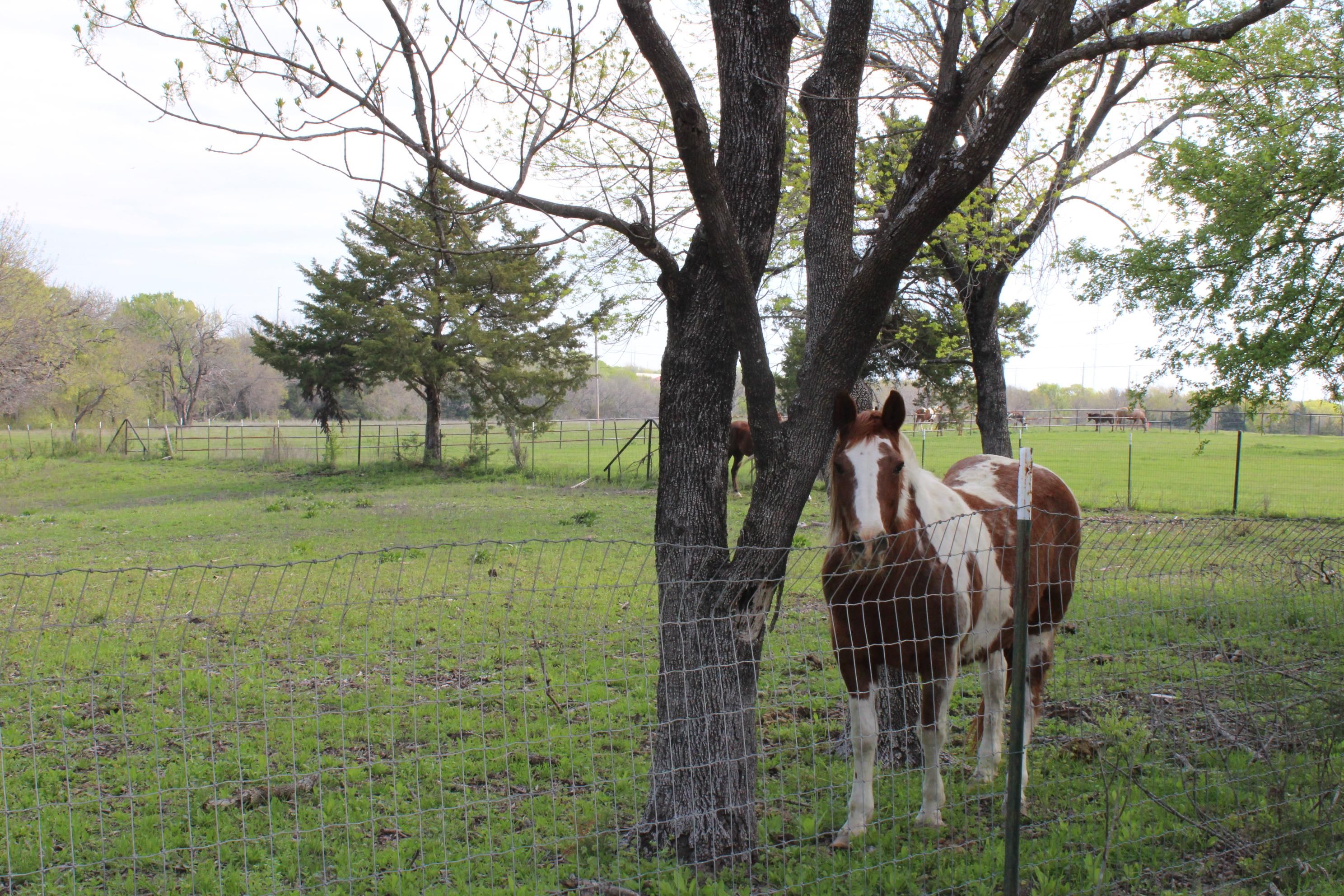 20.5 Acres, 10888 County Road 496, Princeton, TX 75407 Land and Farm