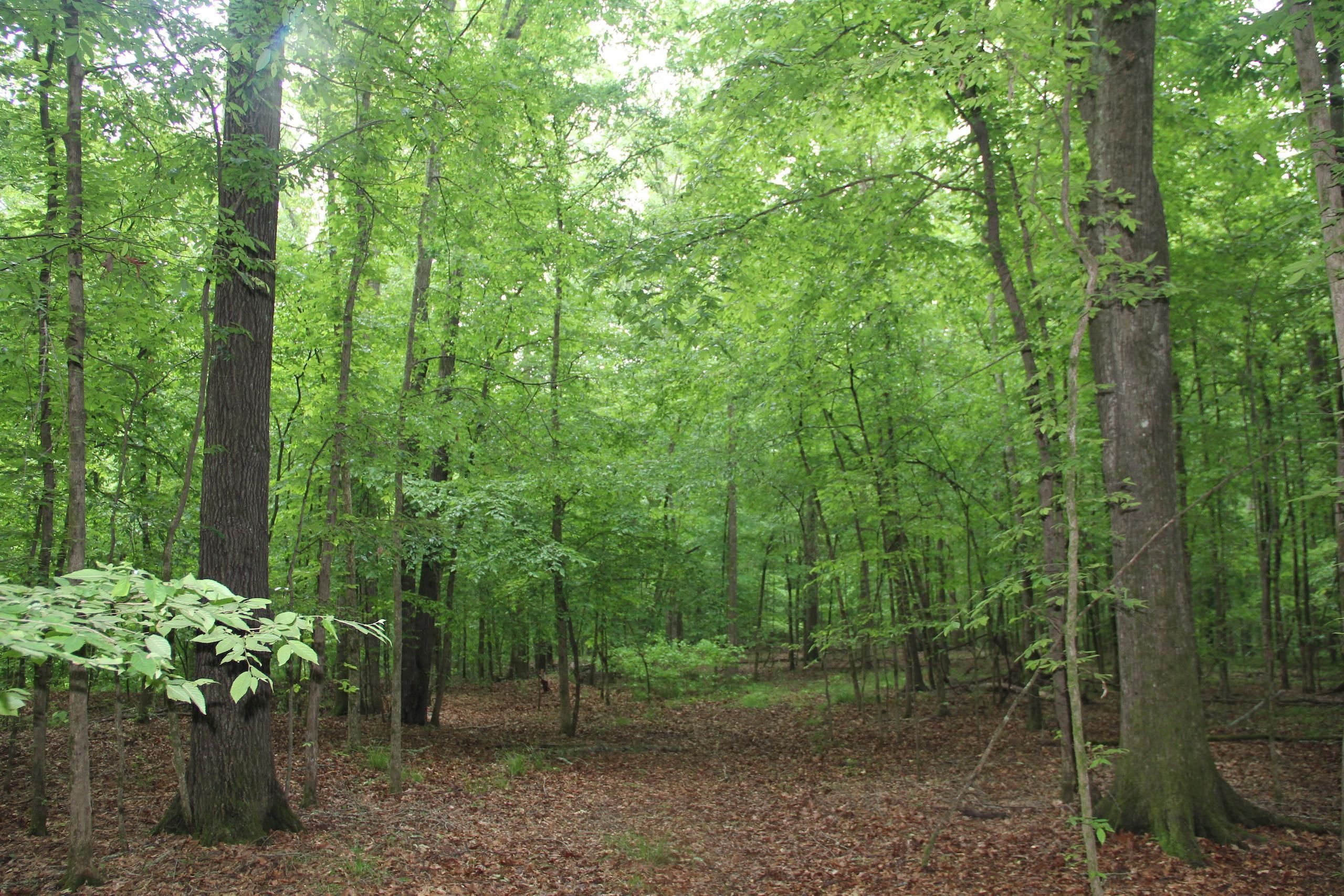 174 Acres, Edgar Carson Road, Bentonia, MS 39040 Land and Farm