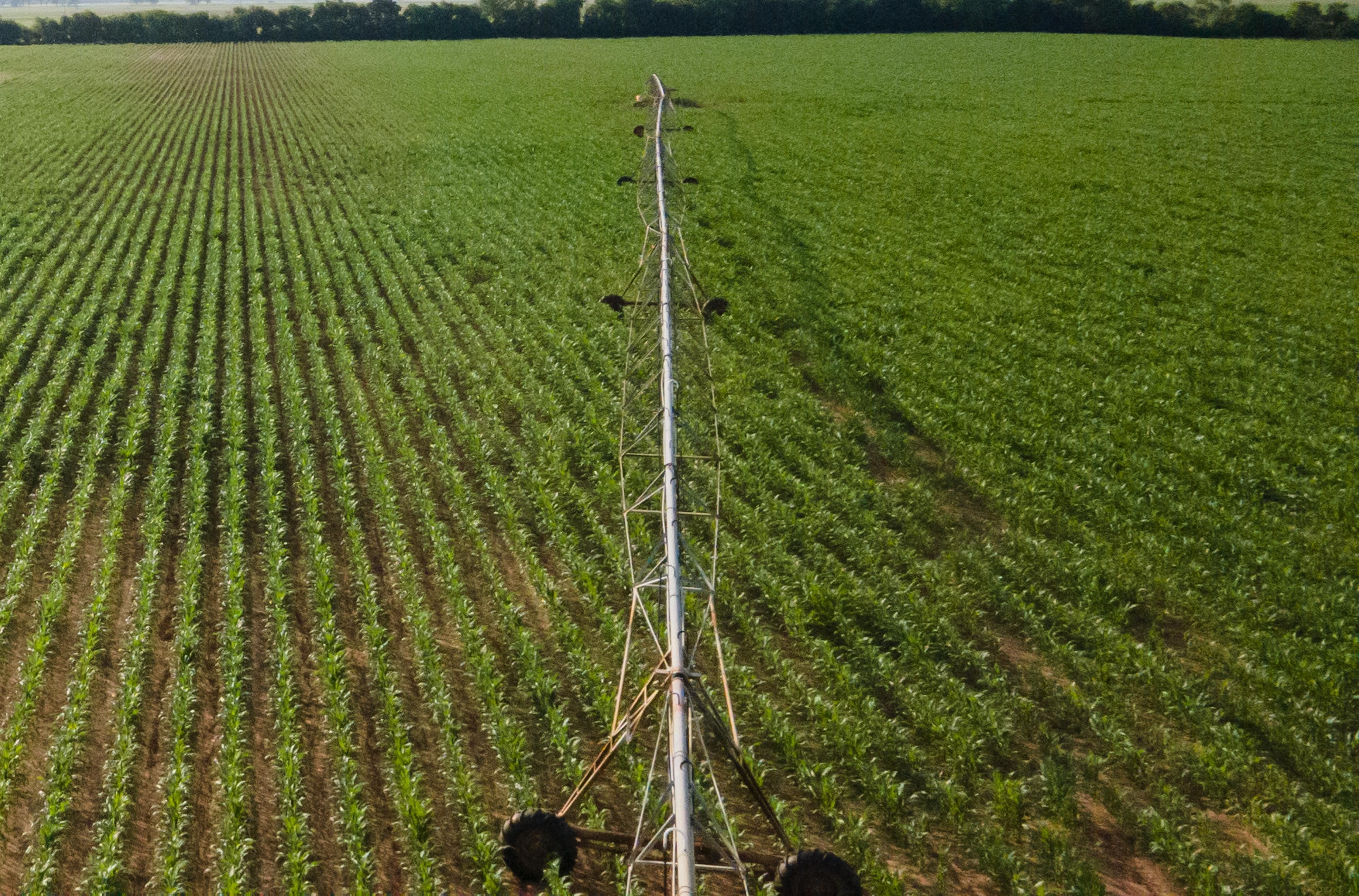 TBD (237 +/ Acres) County Road 277, Snook, TX 77879 Land and Farm