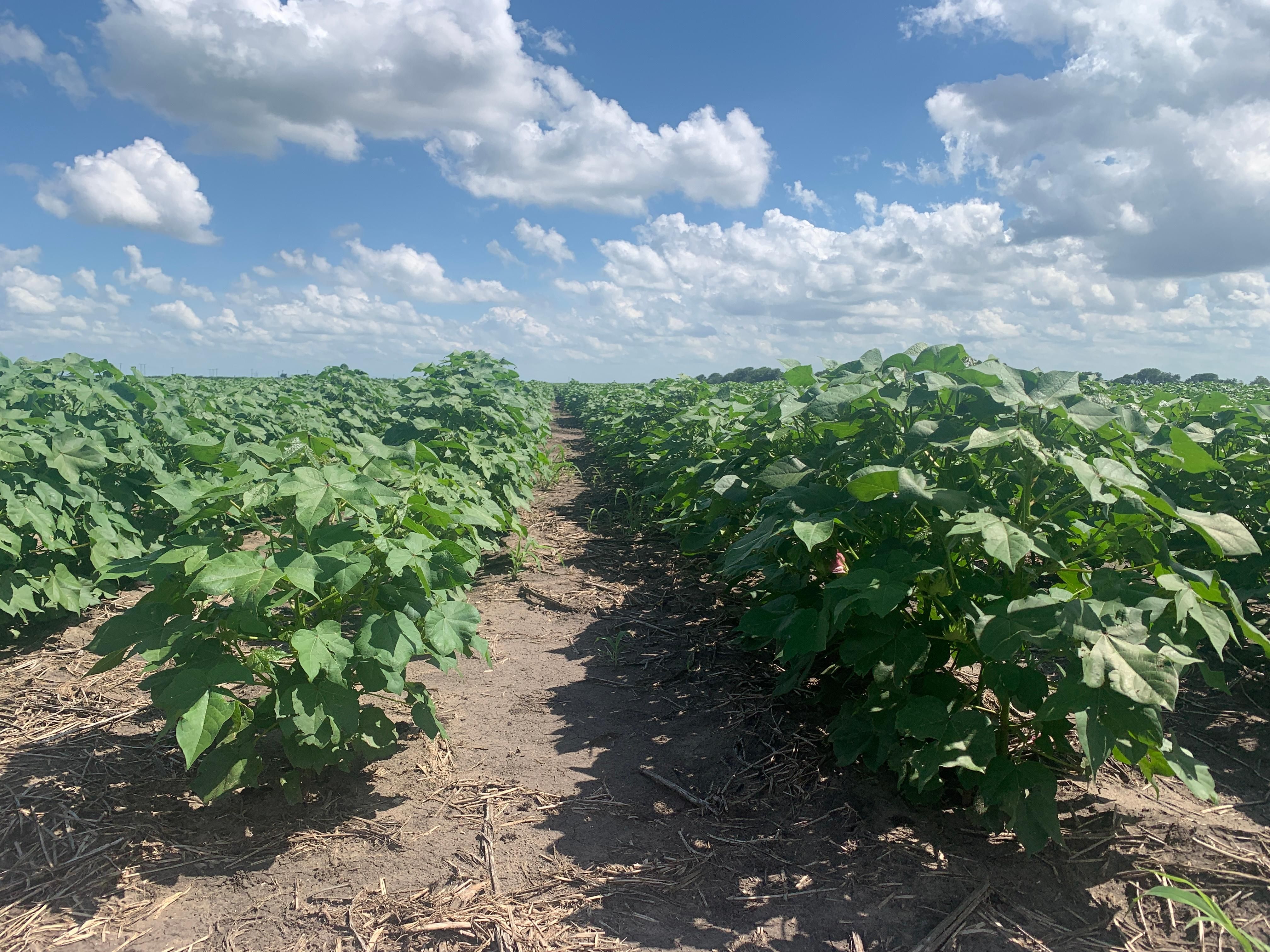 138 Acres, FM 796, Beeville, TX 78102 Land and Farm