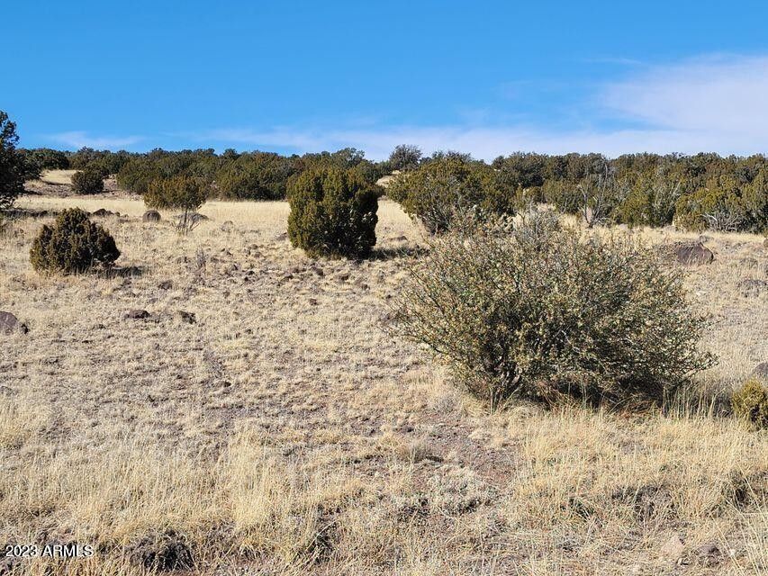 6.72 Acres, Lot 46 Windsor Valley Ranch, Concho, AZ 85924 Land and Farm