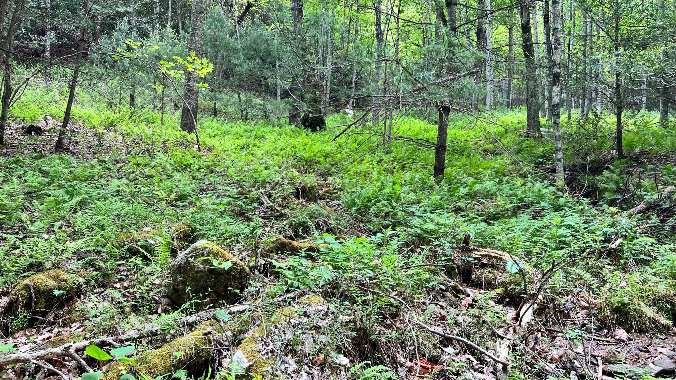 000 Gilson Drive, Hays, NC 28635 MLS 1104972 Land and Farm