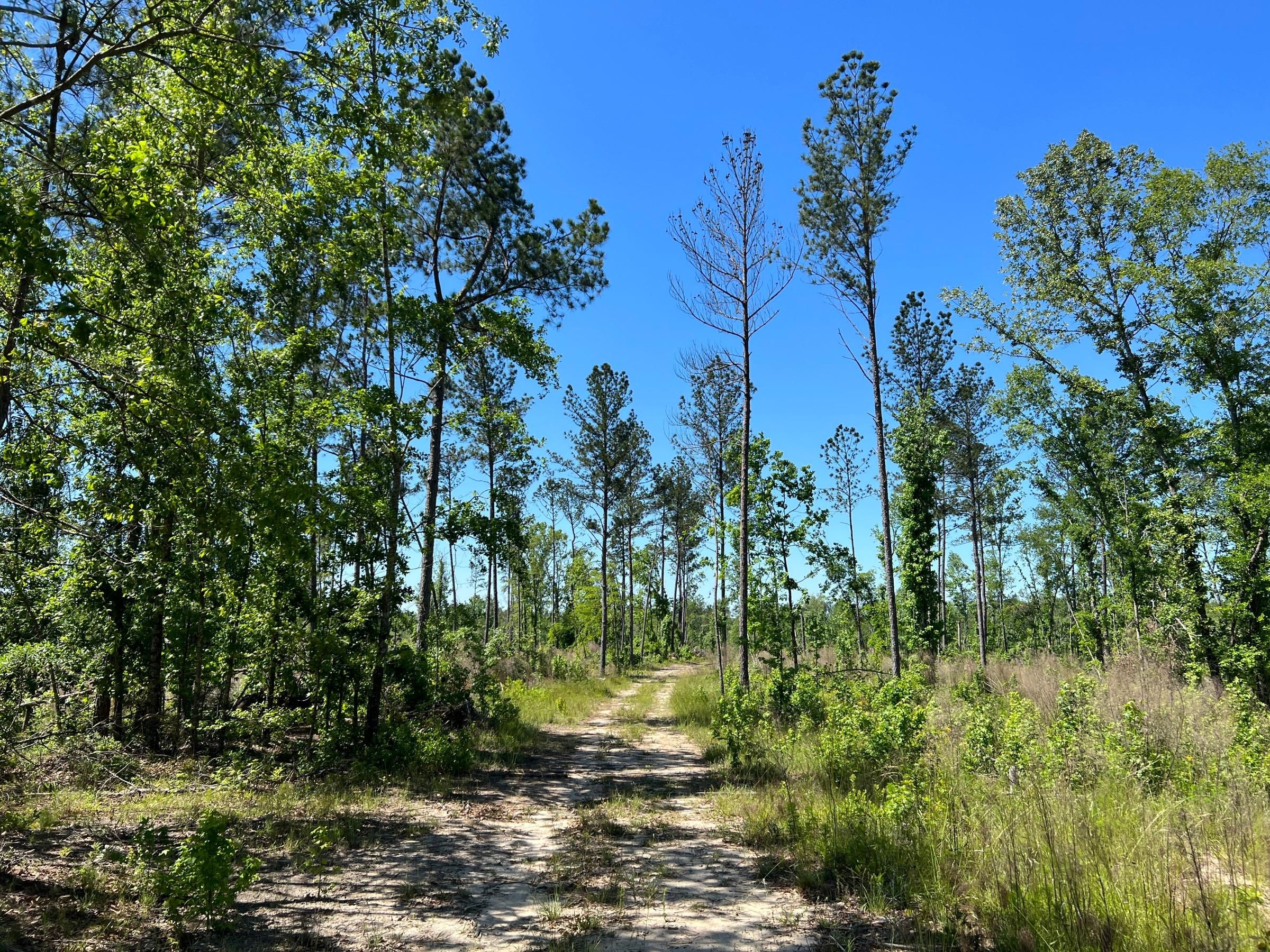 Boone Road, Sparta, GA 31087 Land and Farm