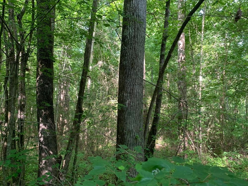 62 Acres, Bull Hollow Road, Gallant, AL 35972 Land and Farm