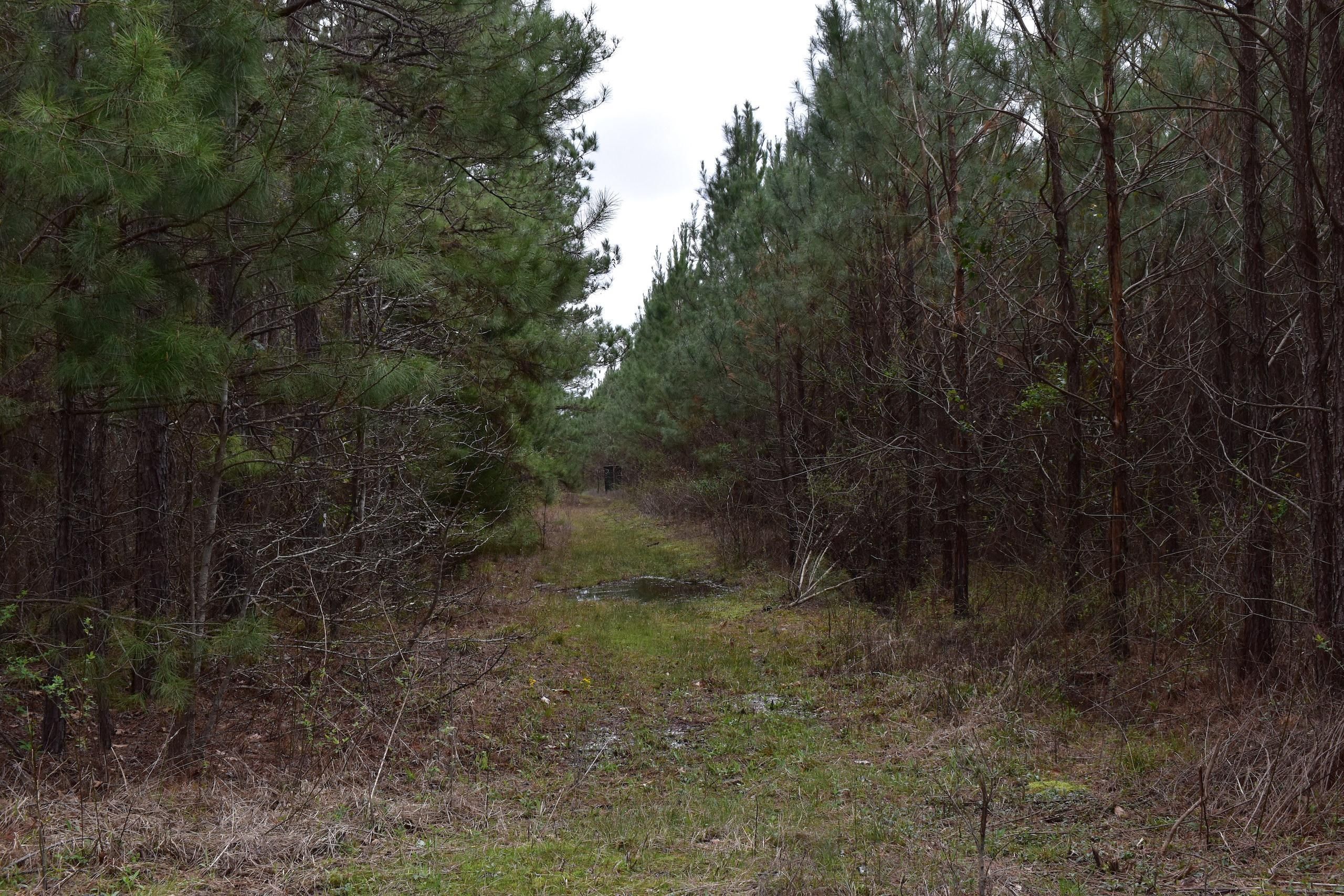 140 Acres, Hwy 200, Lot WP001, Rosston, AR 71858 Land and Farm