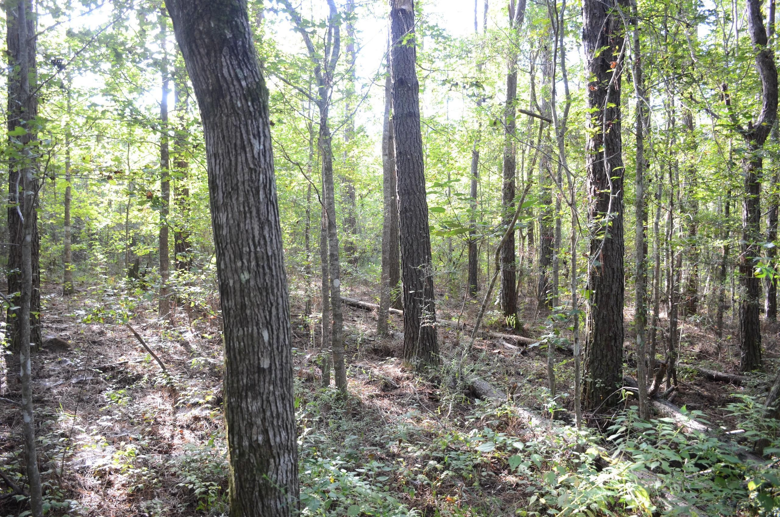 29 Acres, Neal Road, LotWP001, Husser, LA 70442 Land and Farm