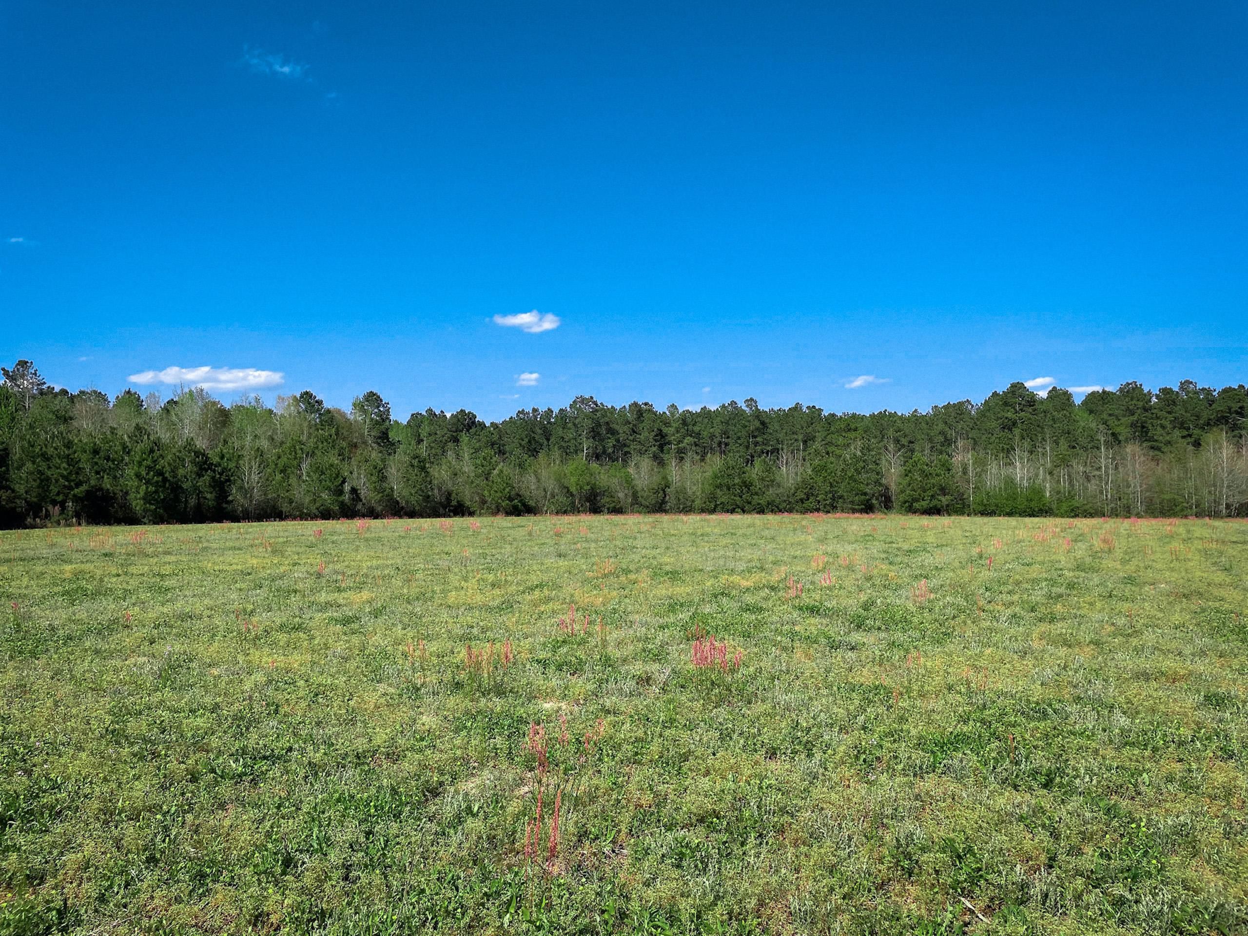 Cash Road, LotWP002, Johnsonville, SC 29555 Land and Farm