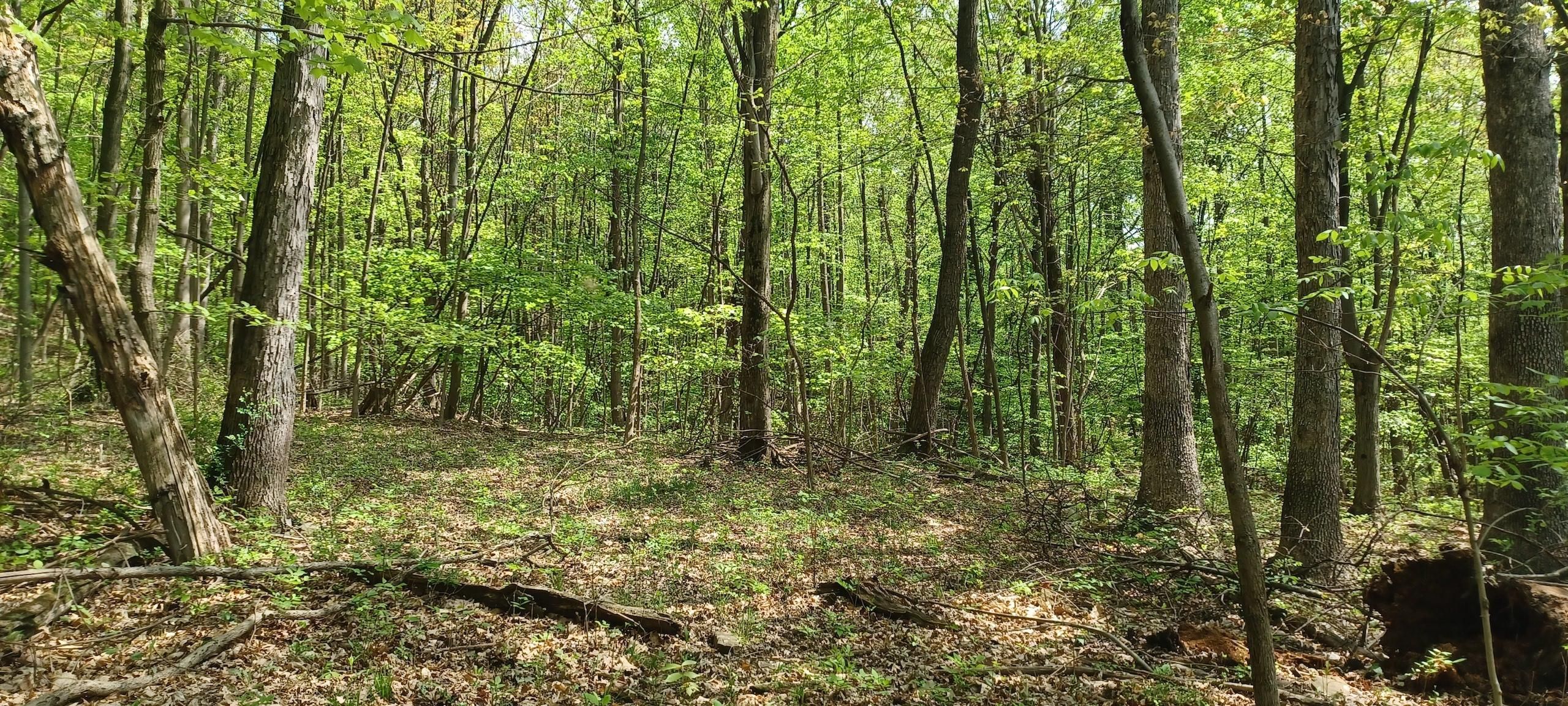 5.57 Acres, 0 Frankstown Road, LotWP001, Altoona, PA 16601 Land and Farm