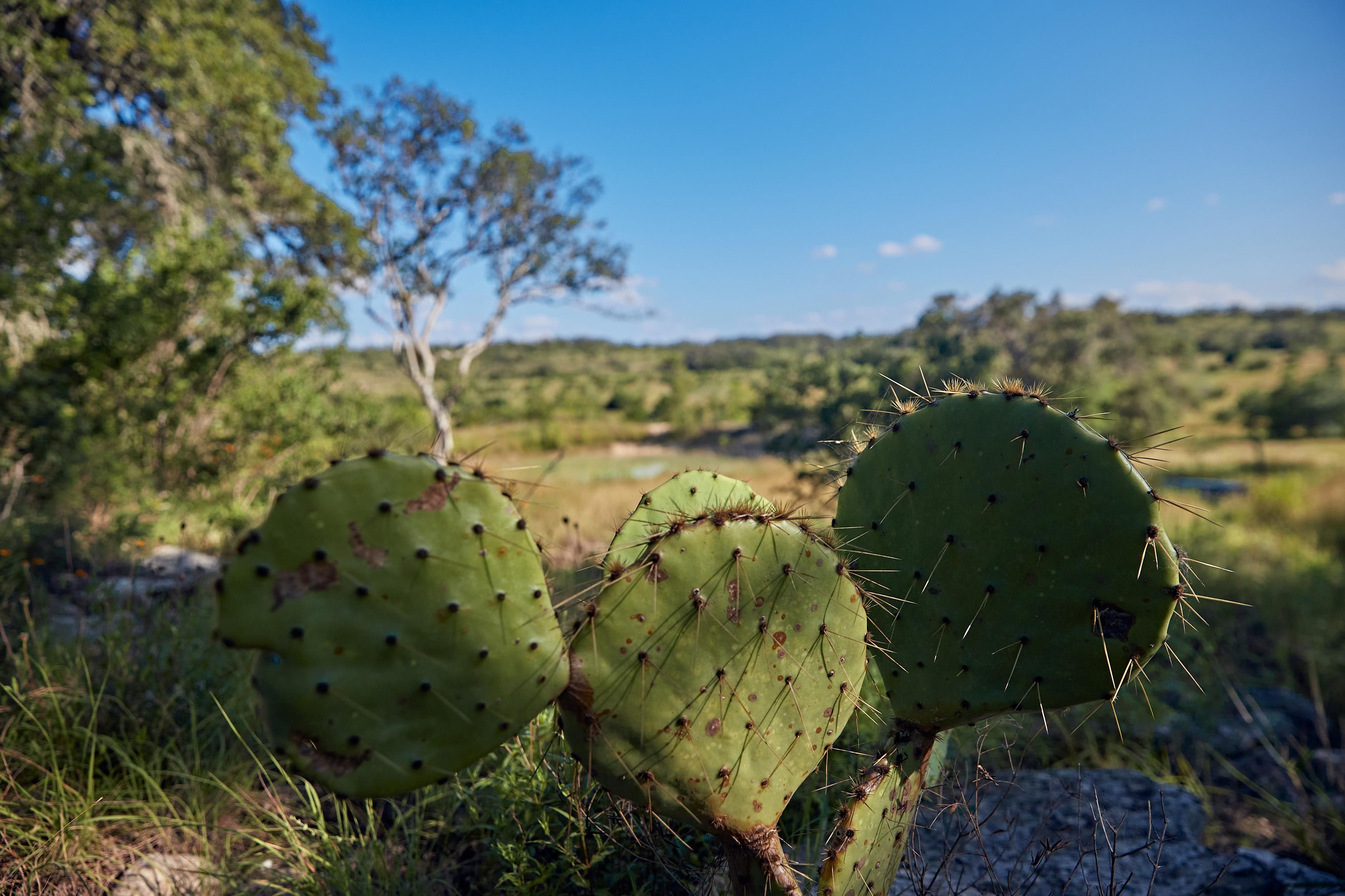 145 acres in Fischer, TX, 78606 Land and Farm