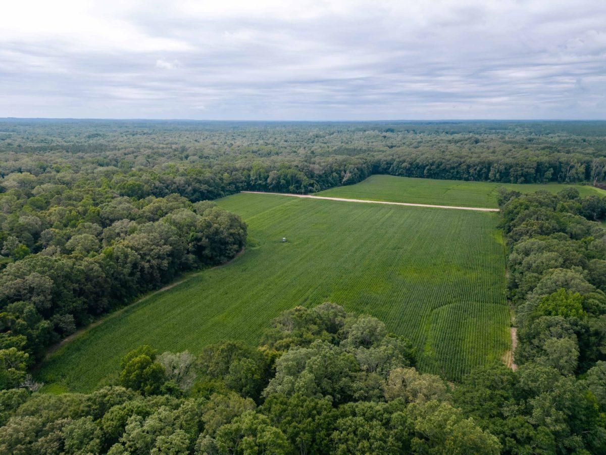 270 Acres, +/ 270 Acres, Claiborne County, MS, Hermanville, MS 39086