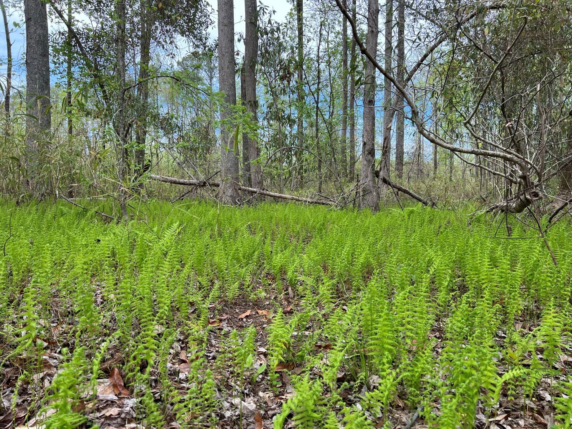 198 Acres, Ashland, AL 36251 Land and Farm