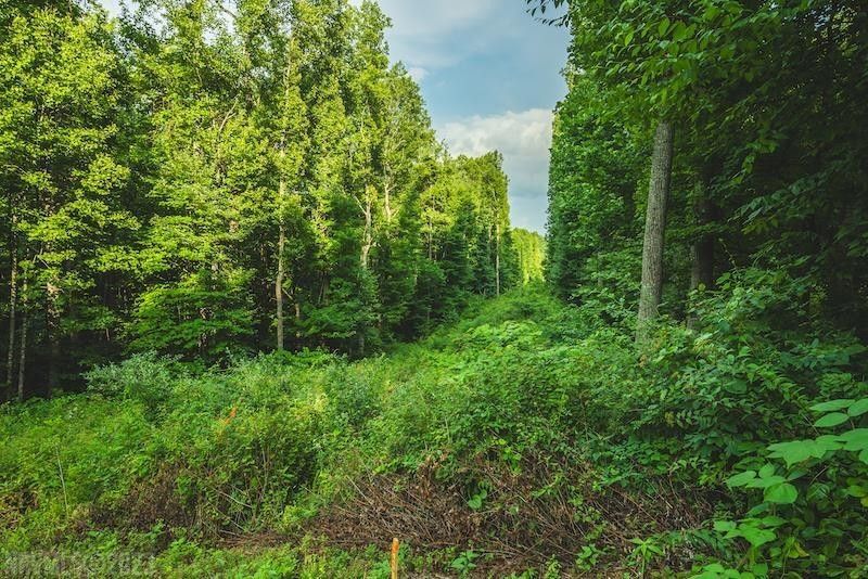 4.99 Acres, TBD Woolwine Highway, Woolwine, VA 24185 Land and Farm