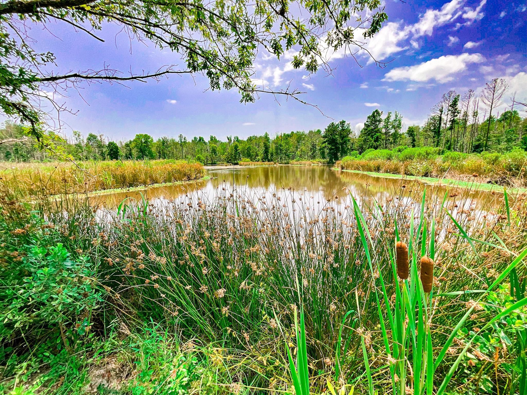 Aubrey Road, LotWP001, Brittons Neck, SC 29546 Land and Farm