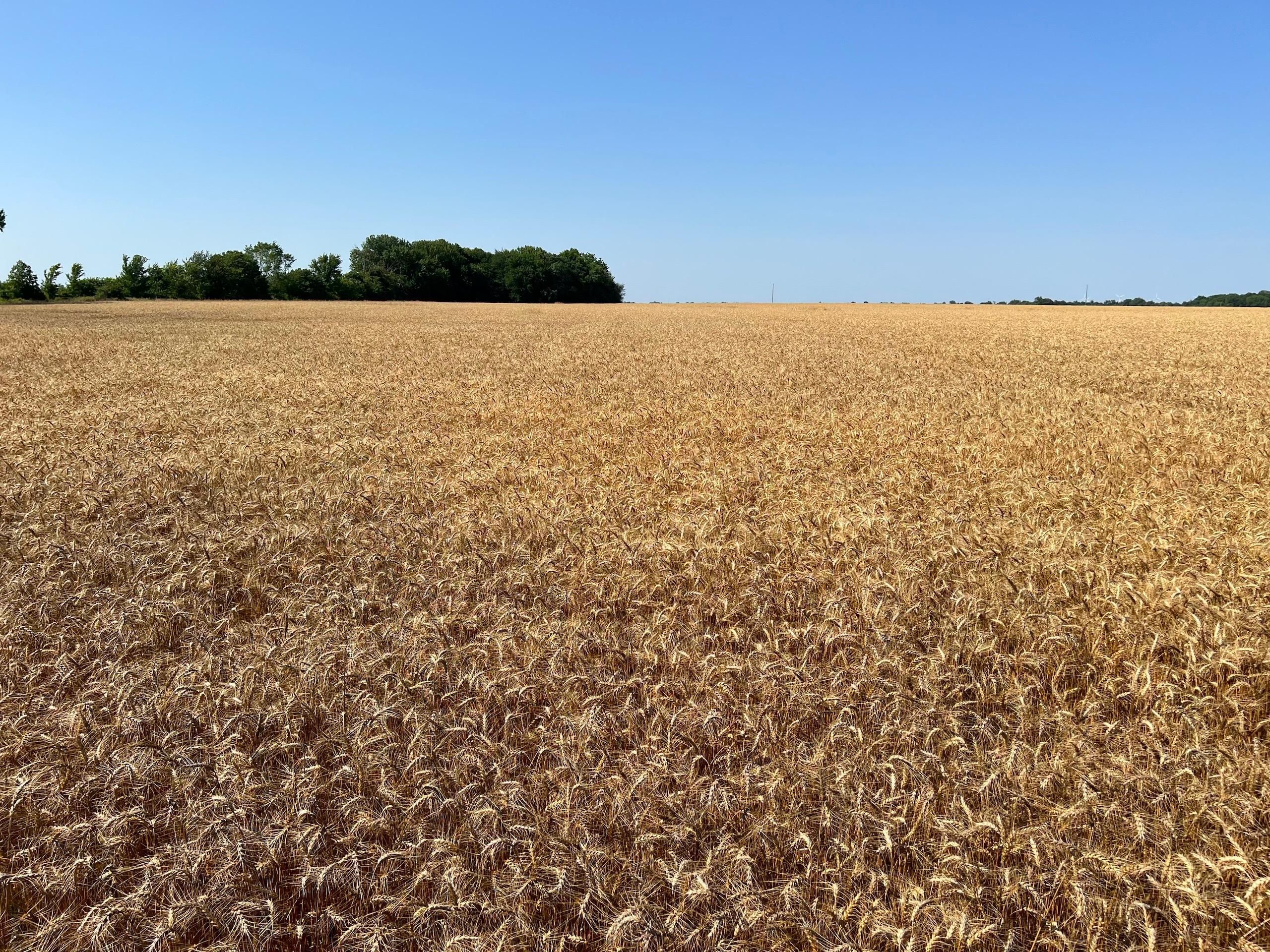 County Rd 300, Lot WP001, Asbury, MO 64832 MLS 233196 Land and Farm