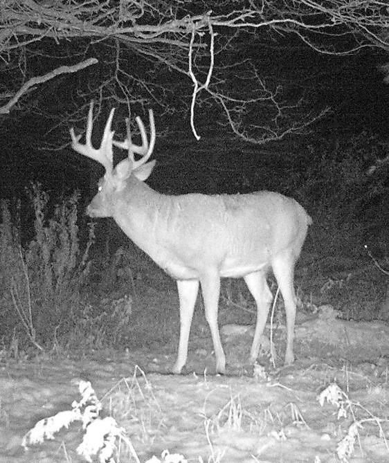 85.15 Acres, W15616 Blueberry Road, Bowler, WI 54416 Land and Farm