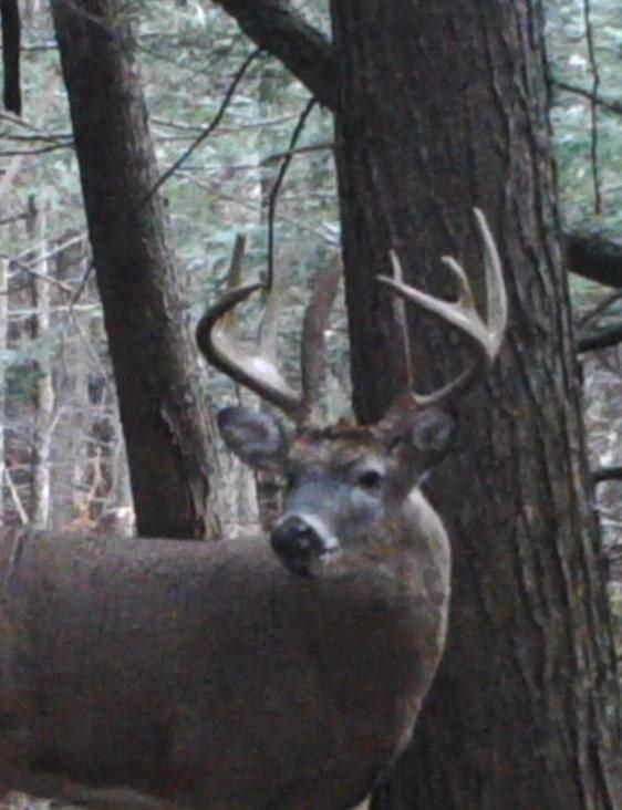Blueberry Road, Bowler, WI 54416 Land and Farm