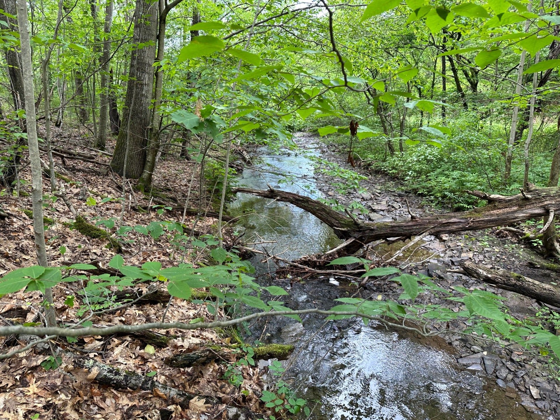 62 Acres, 1780 and 1812 NYS Route 41, Deposit, NY 13754 Land and Farm