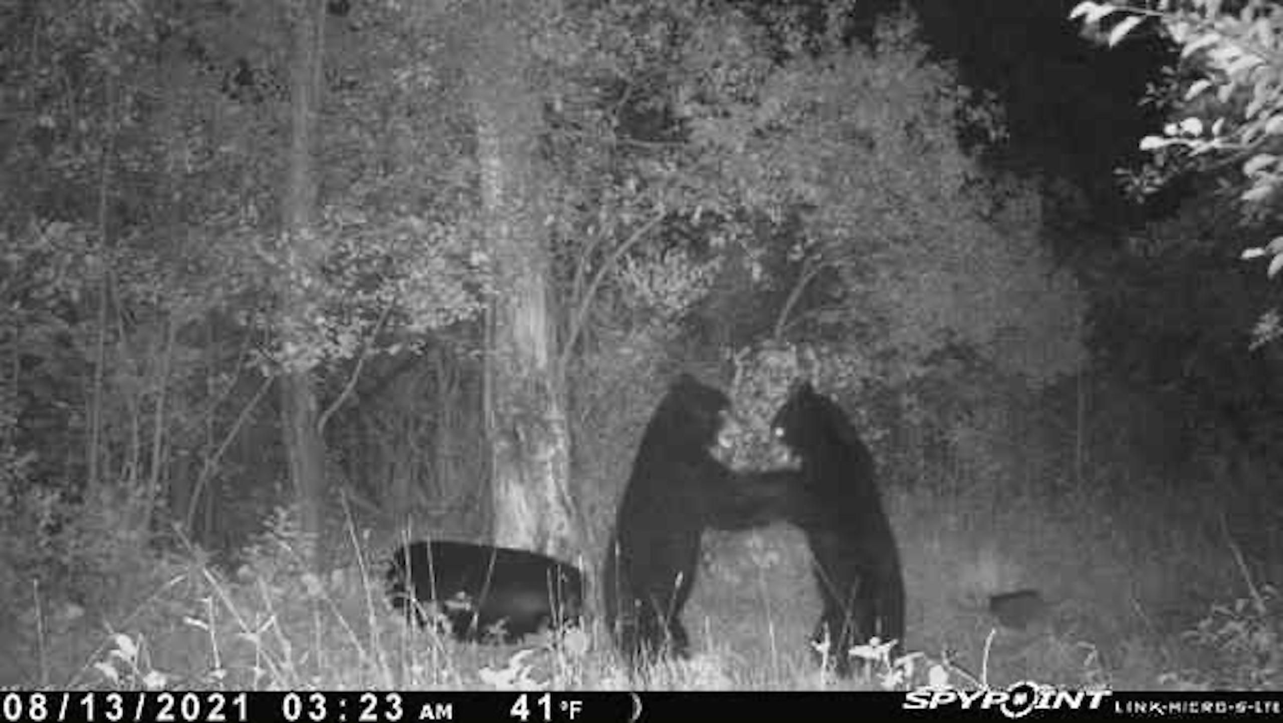 40 Acres, Co Hwy 189, LotWP001, Iron River, MI 49935 Land and Farm