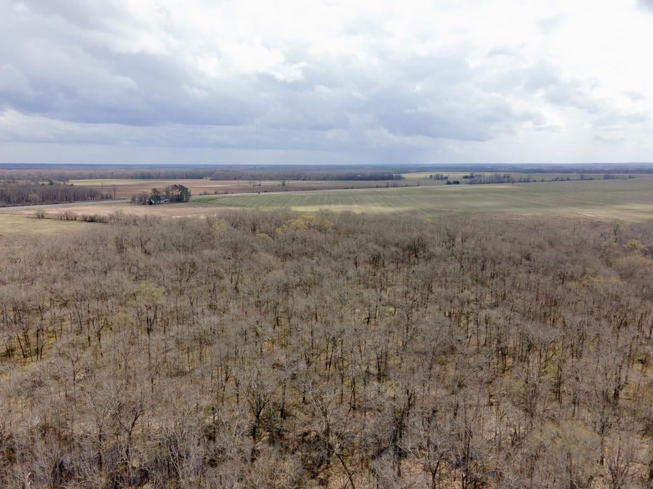 146 Acres, US Hwy 165, Columbia, LA 71418 Land and Farm