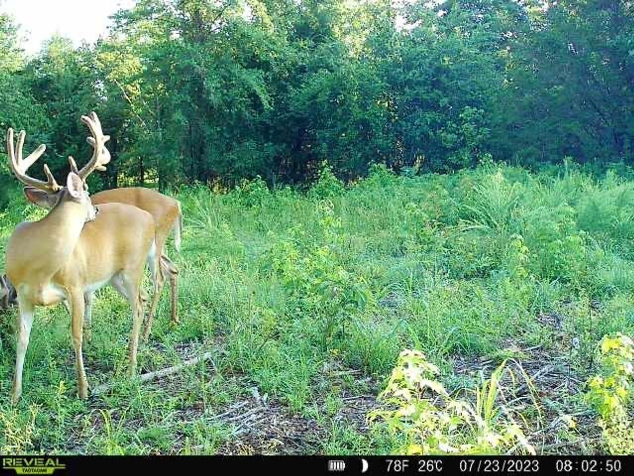 140 Acres, 536 Sidon Road, Rose Bud, AR 72137 Land and Farm