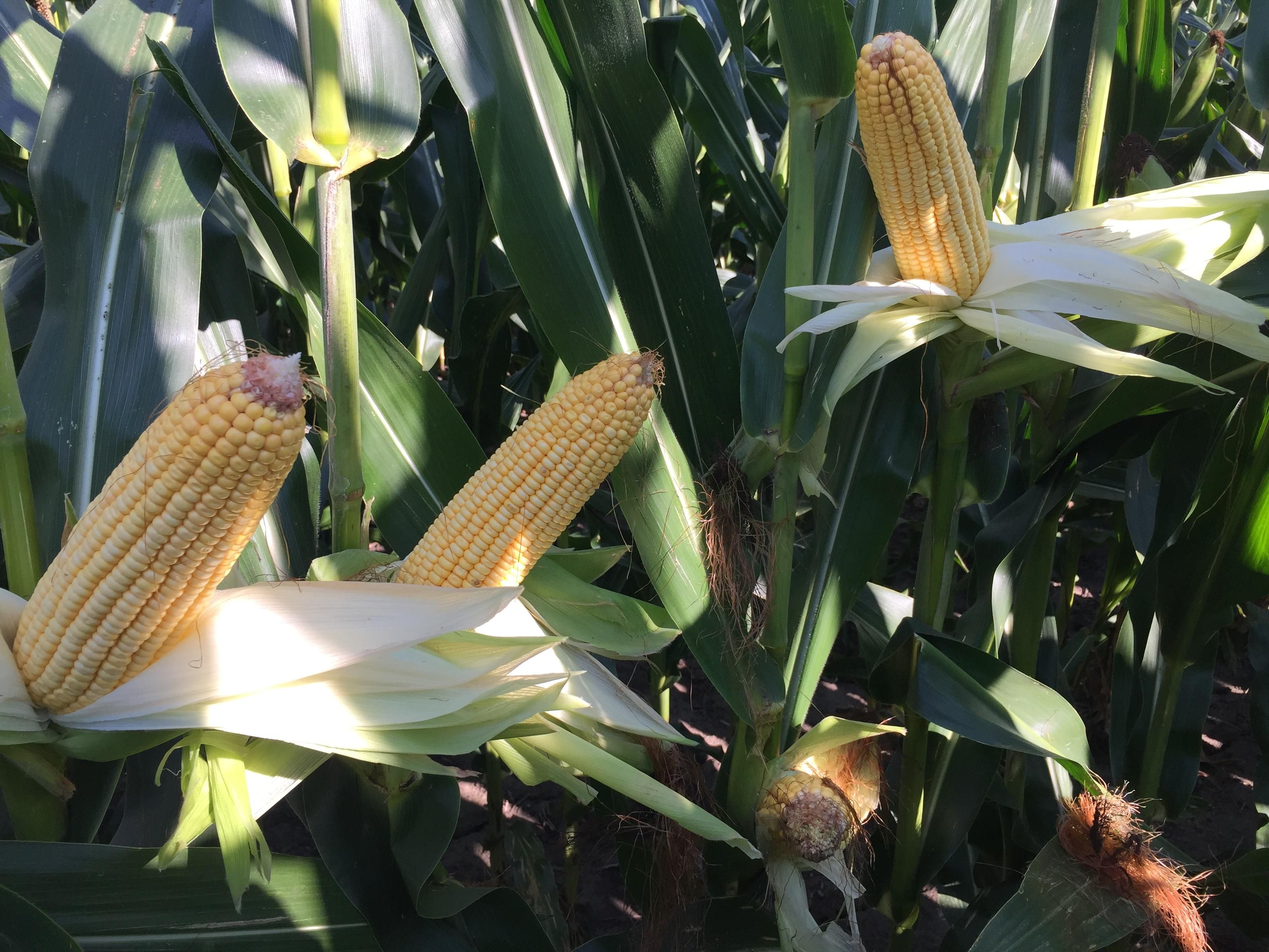 501 East 1200 North Road, Gridley, IL 61744 MLS B 551 Land and Farm