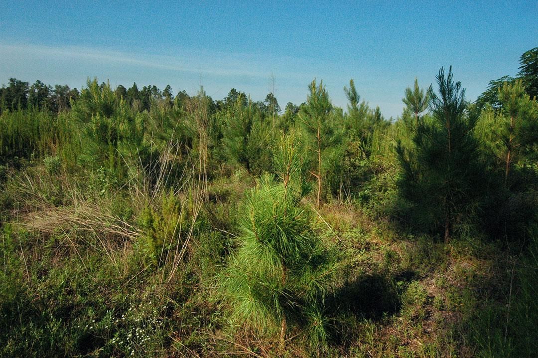 108 Acres, Henry Way, Greenwood, FL 32443 Land and Farm