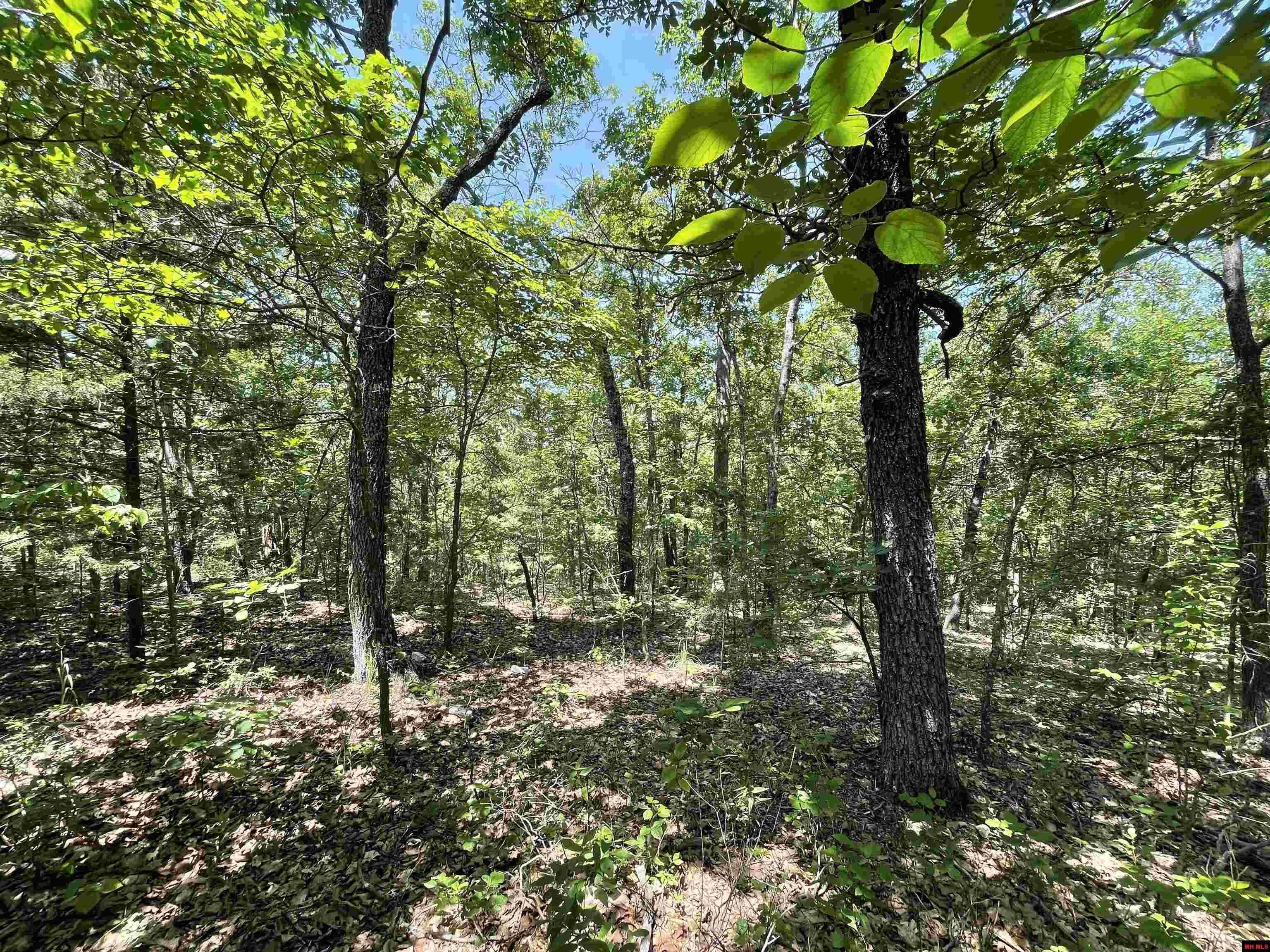 74 Acres, 1804200000000 HWY 14, Dora, MO 65637 Land and Farm