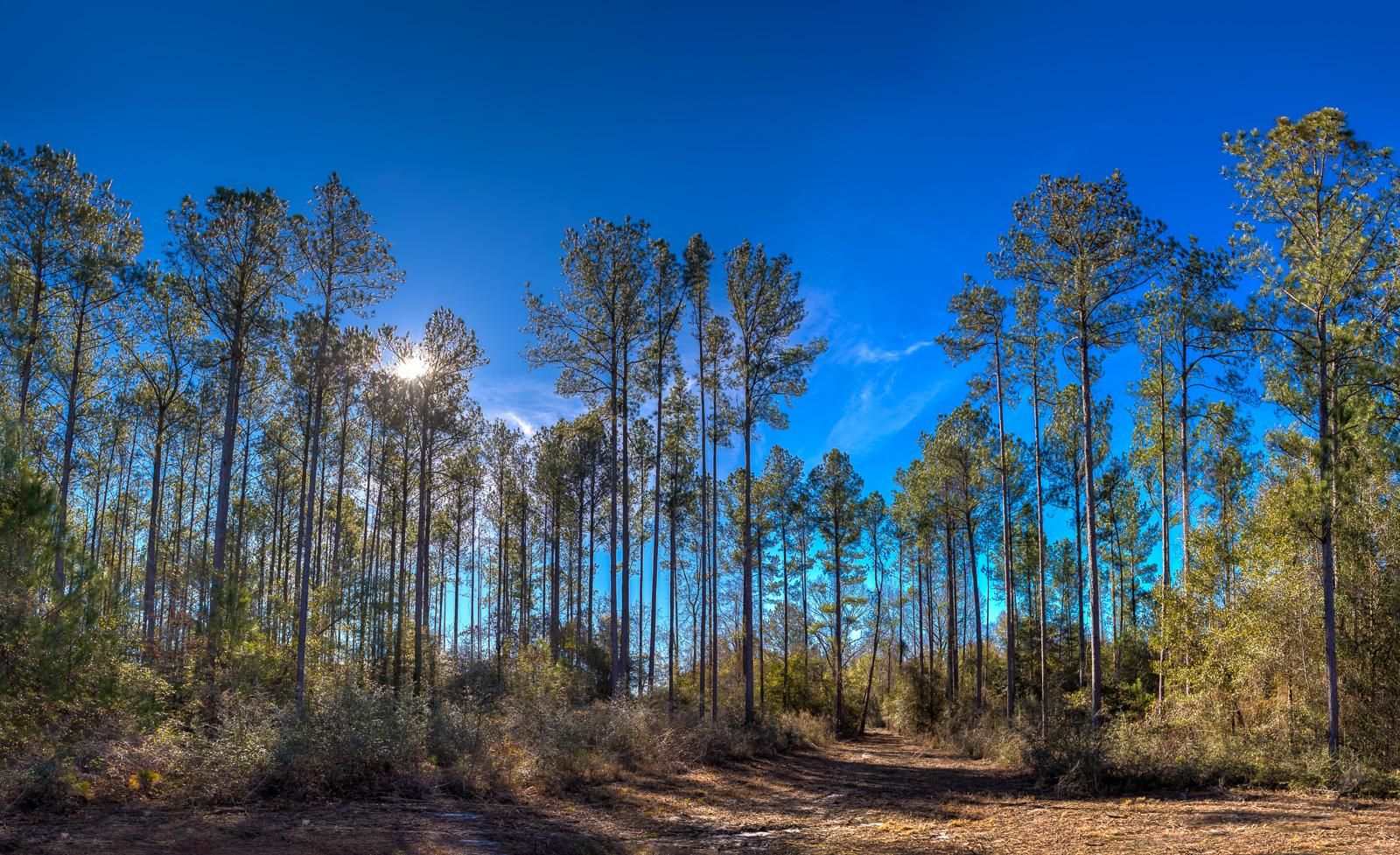 317 Acres, Holley Lane, Bradley, AL 36483 Land and Farm