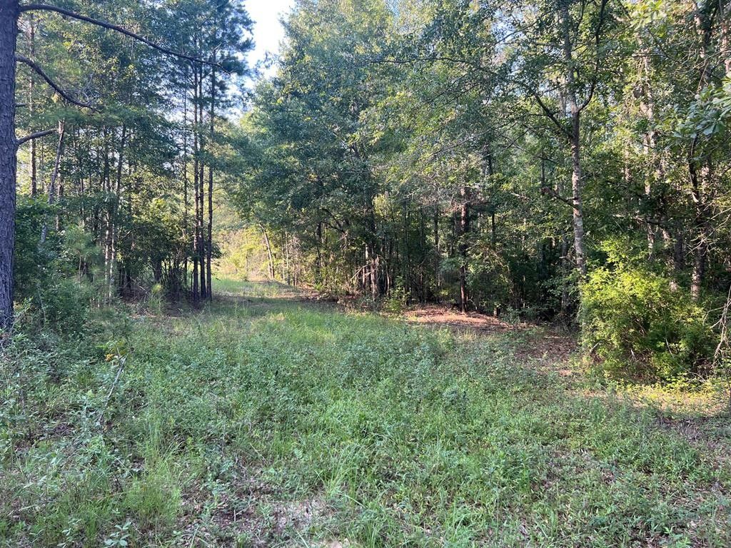 73 Acres, 0 53 Hwy, Clayton, AL 36016 Land and Farm
