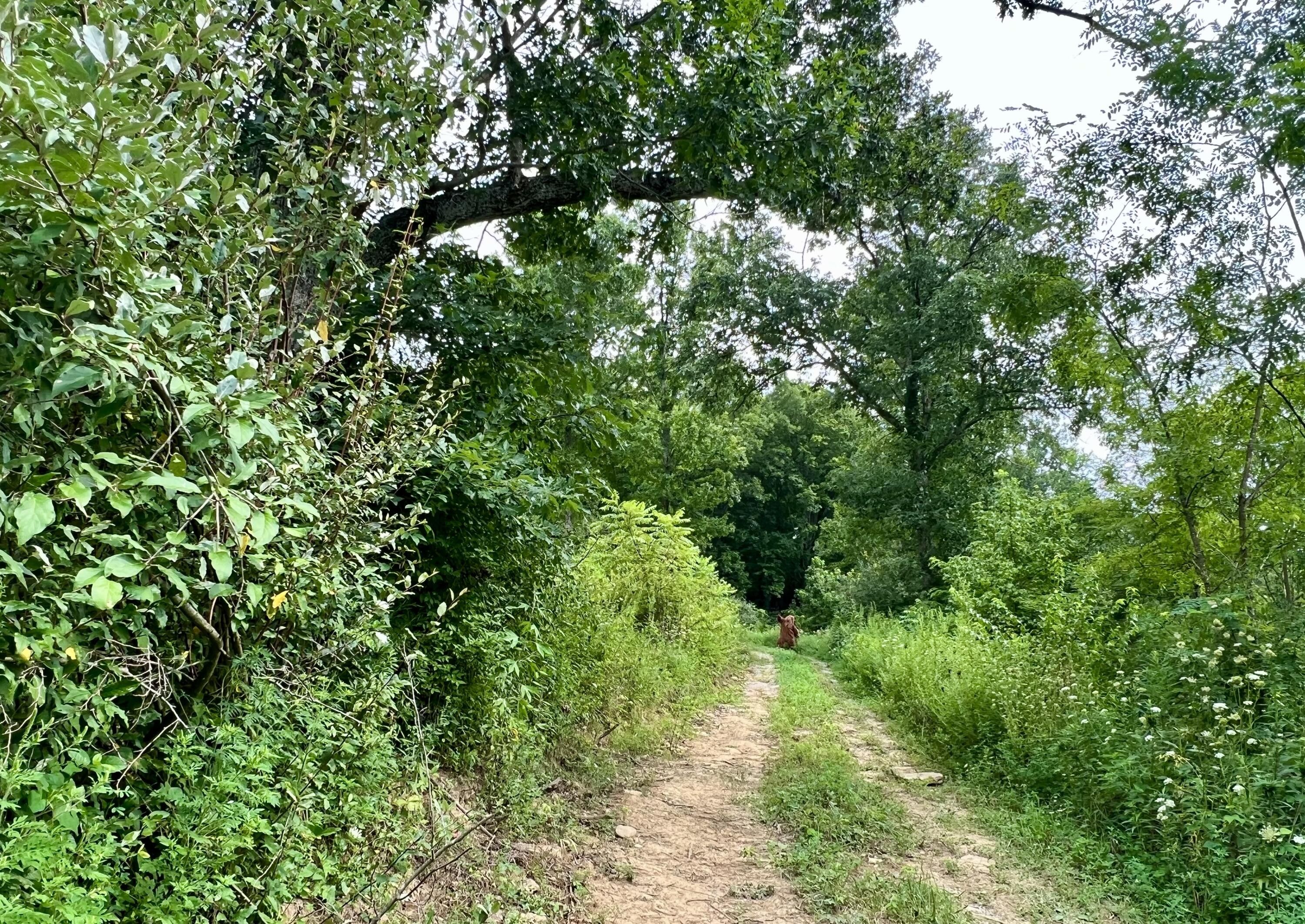 7 Acres, 1030 Old Rd Road, Owenton, KY 40359 Land