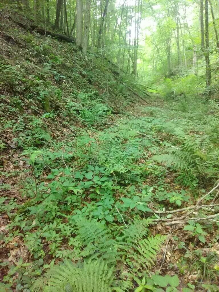 12 Acres, Tbd Murphy Hollow Road, Saint Charles, VA 24282 Land and Farm