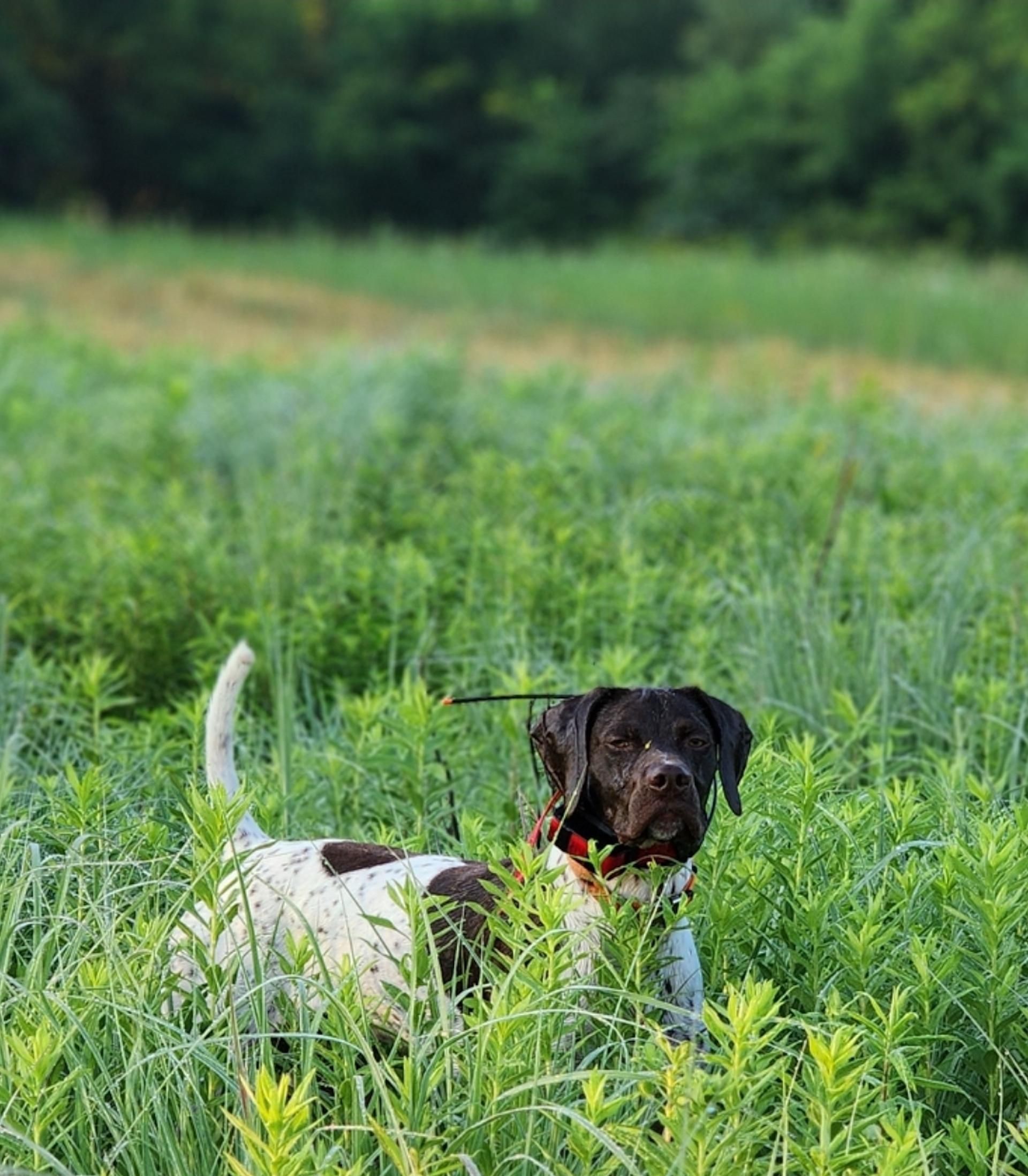 31174 Saint Sebald Road, Strawberry Point, IA 52076 Land and Farm