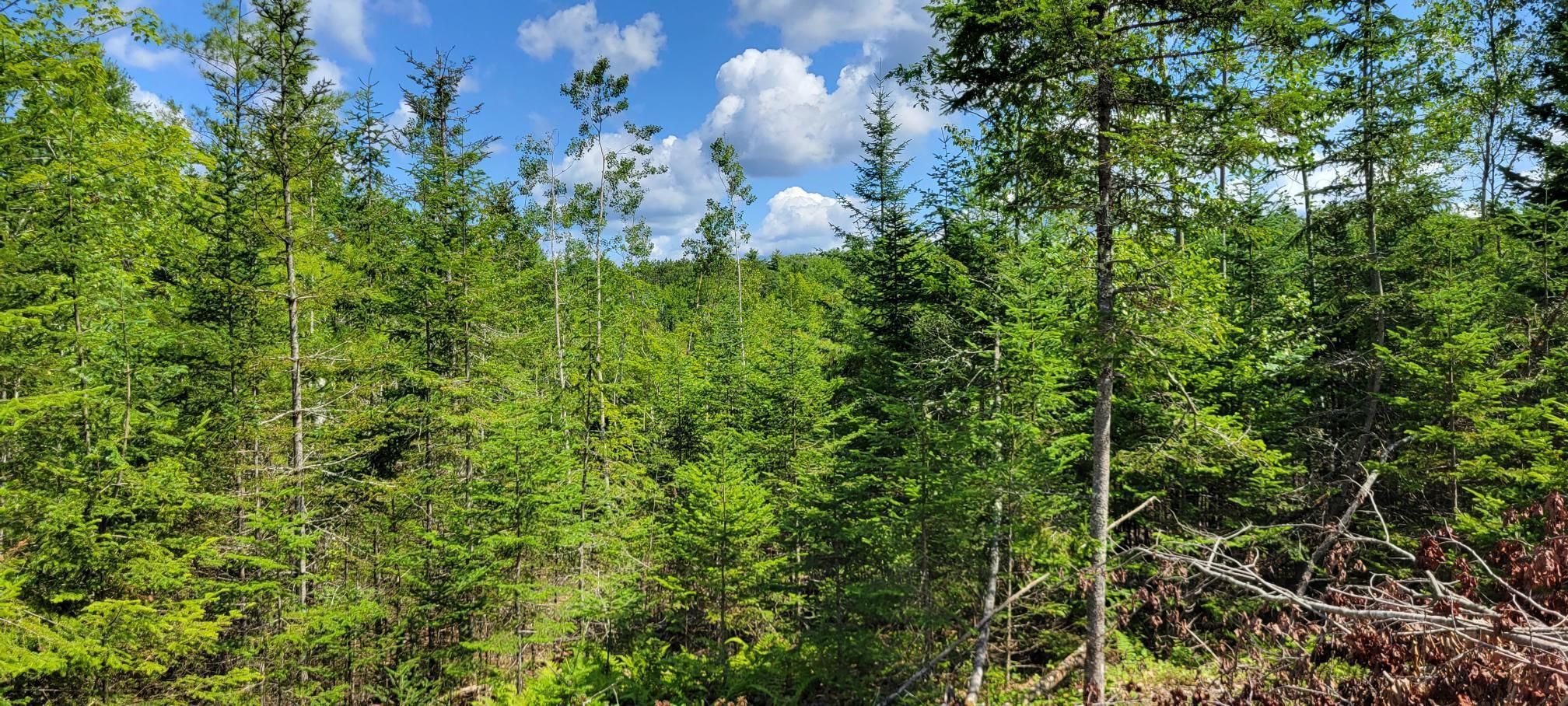 65 acres in Waldoboro, ME, 04572 Land and Farm