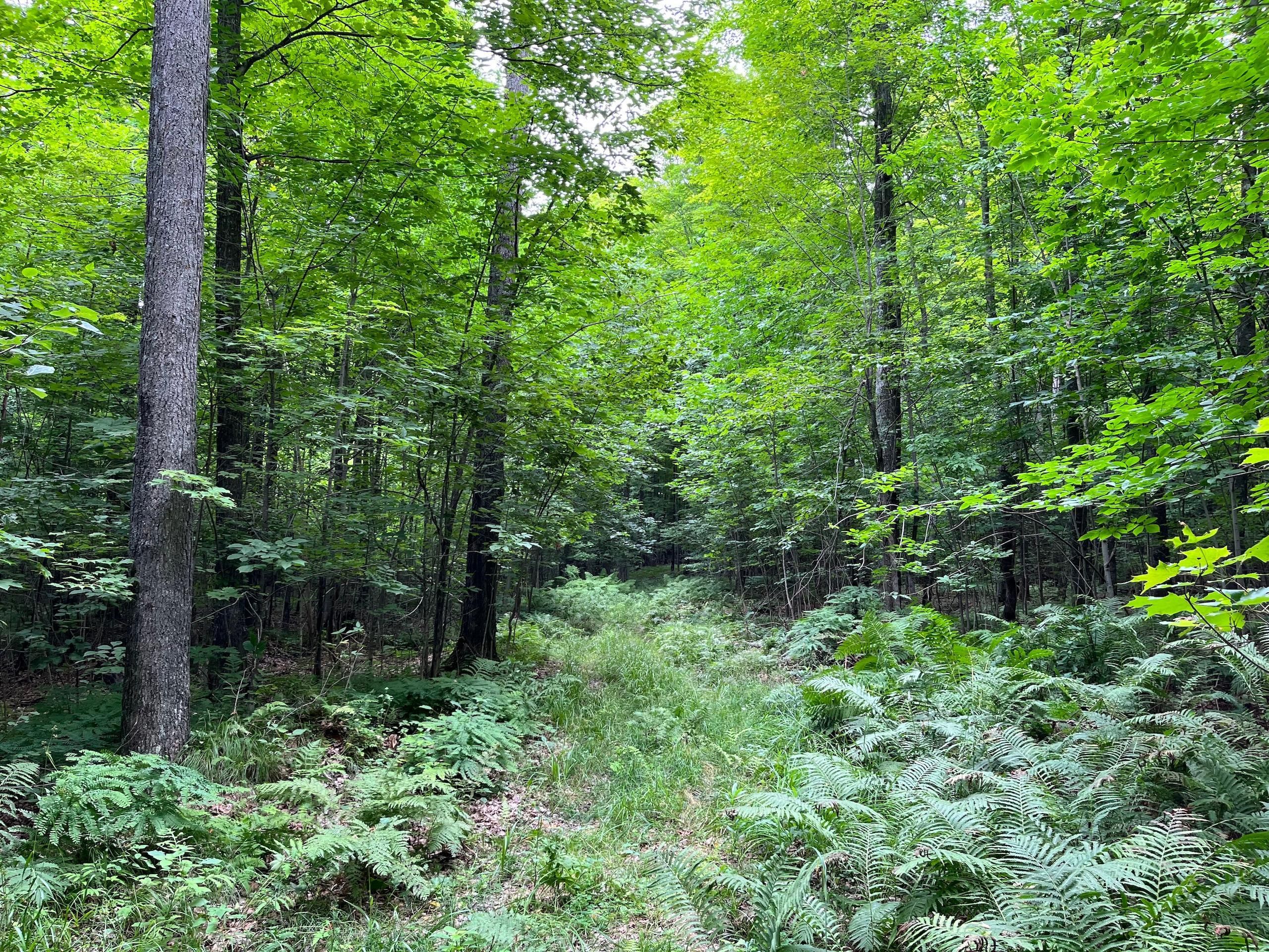 Brown Rd., Mason, WI 54845 | Land and Farm