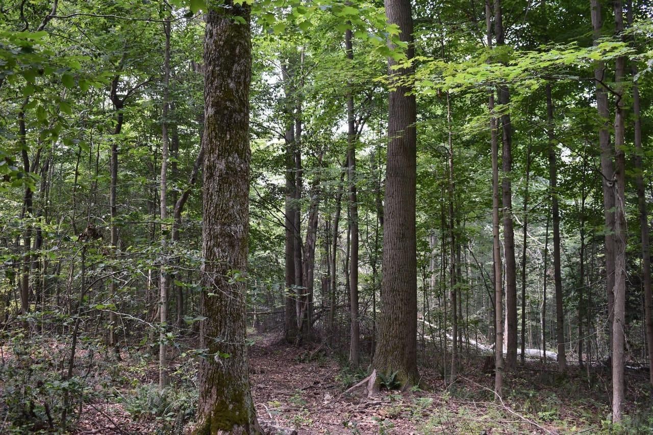 70 Acres, Route 380, Stockton, NY 14784 Land and Farm