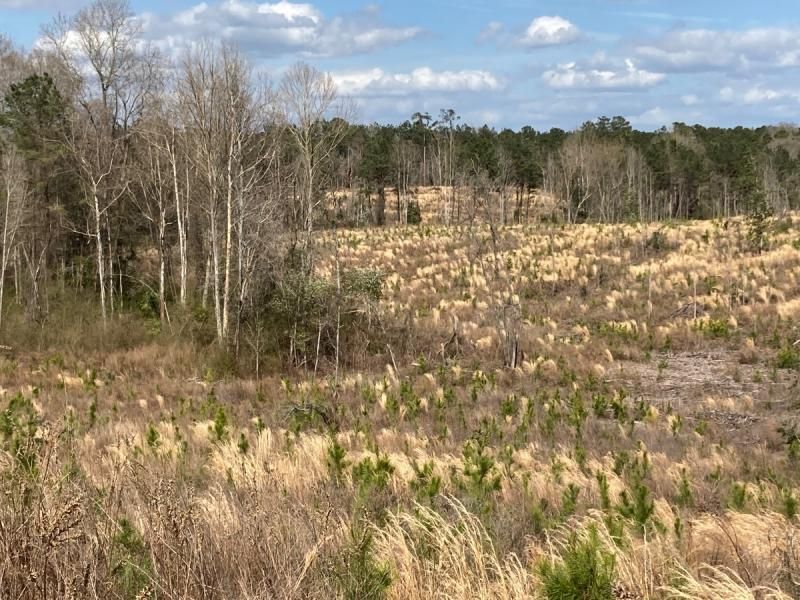116 Acres, Magee, MS, Magee, MS 39111 Land and Farm