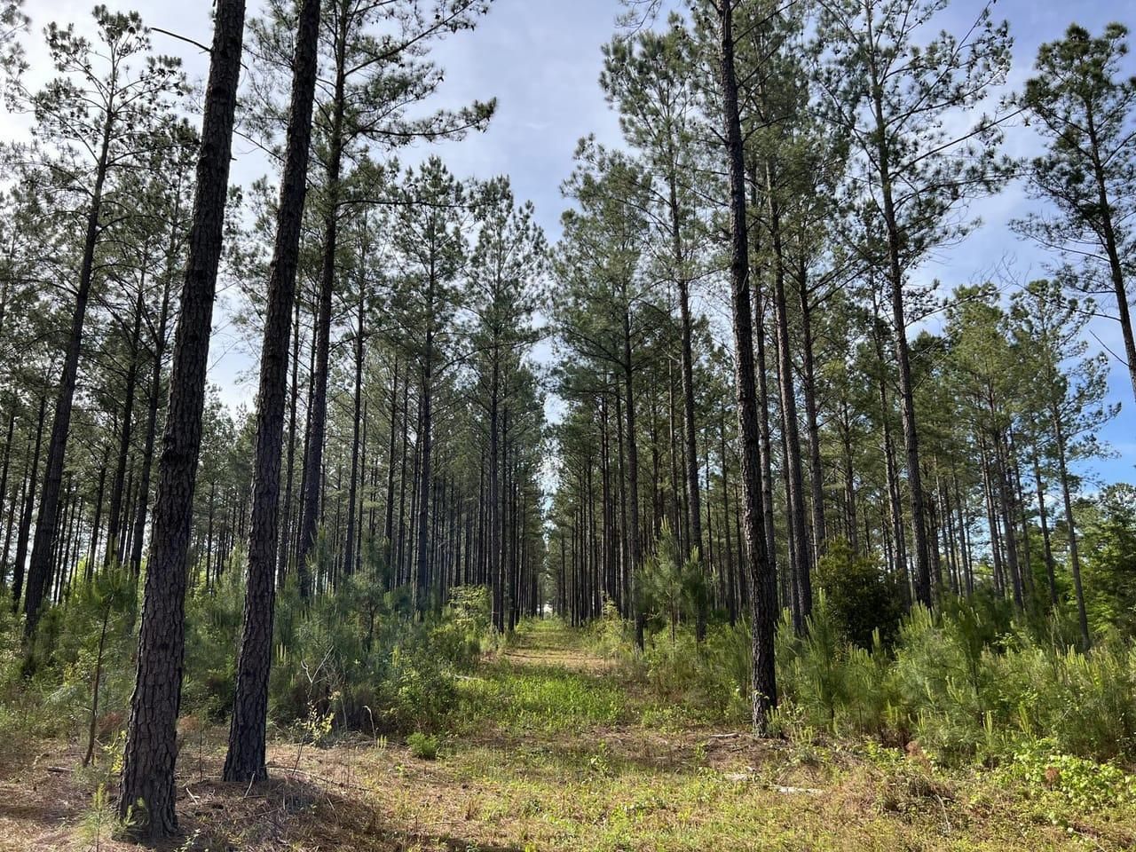 60 acres in Mauk, GA, 31058 Land and Farm