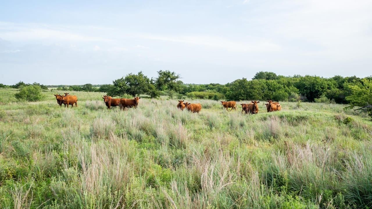 Hwy 287, Jolly, TX 76305 Land and Farm