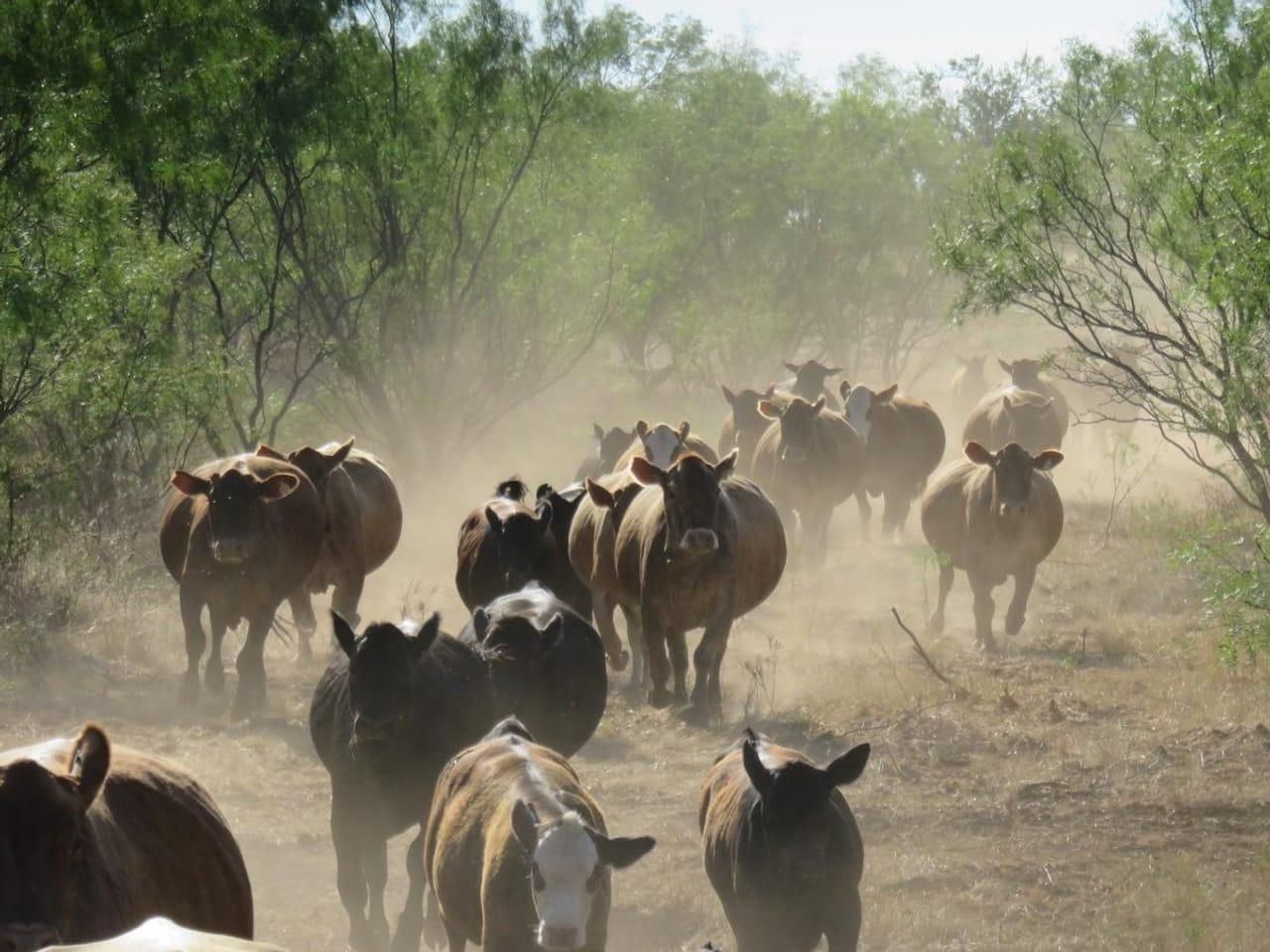 396 Acres, FM 576, Albany, TX 76464 Land and Farm