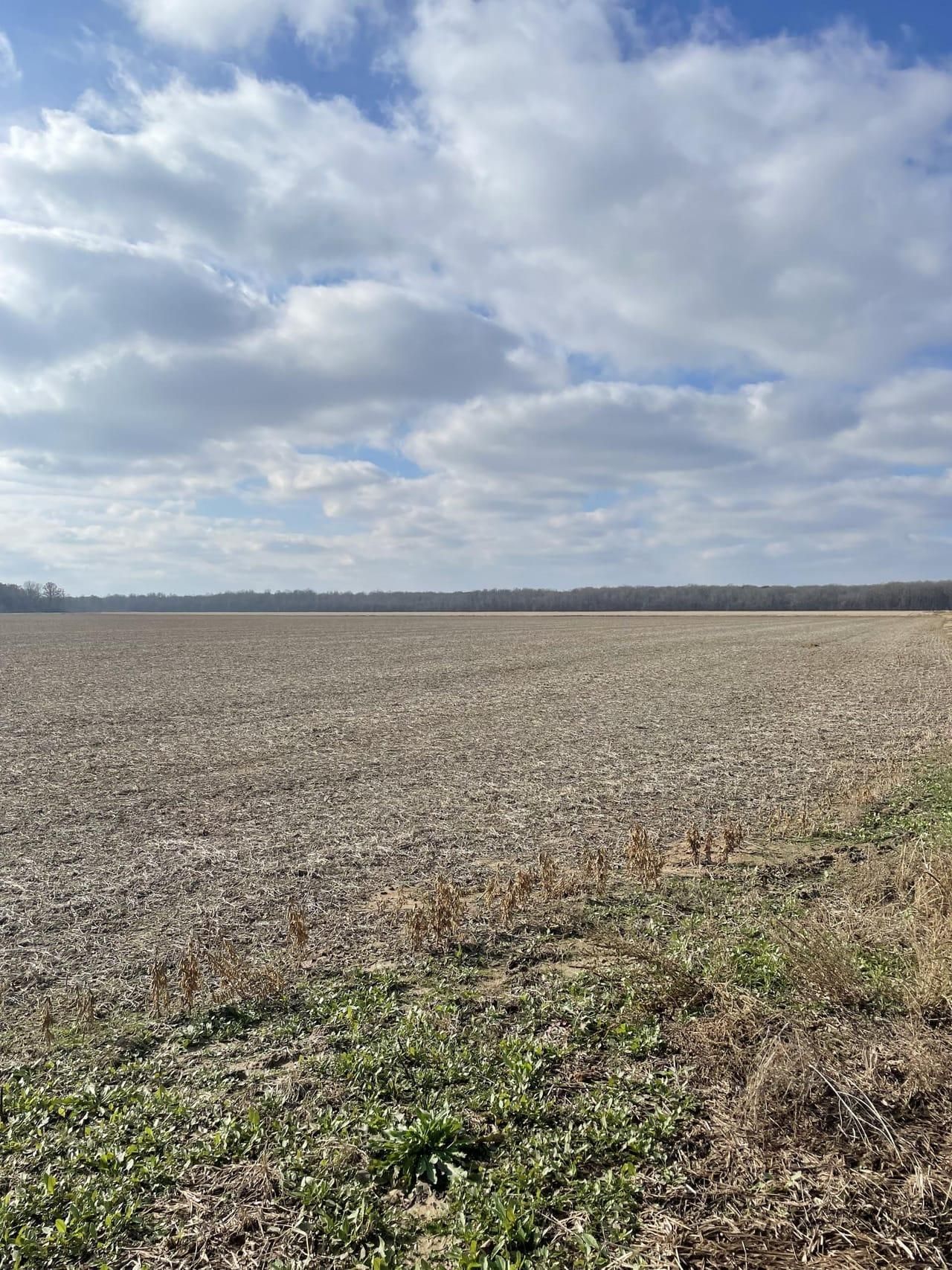 255 Acres, Alicia, AR 72410 Land and Farm