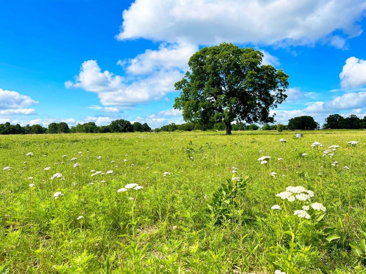 N3140 Rd, Springer, OK 73458 Land and Farm