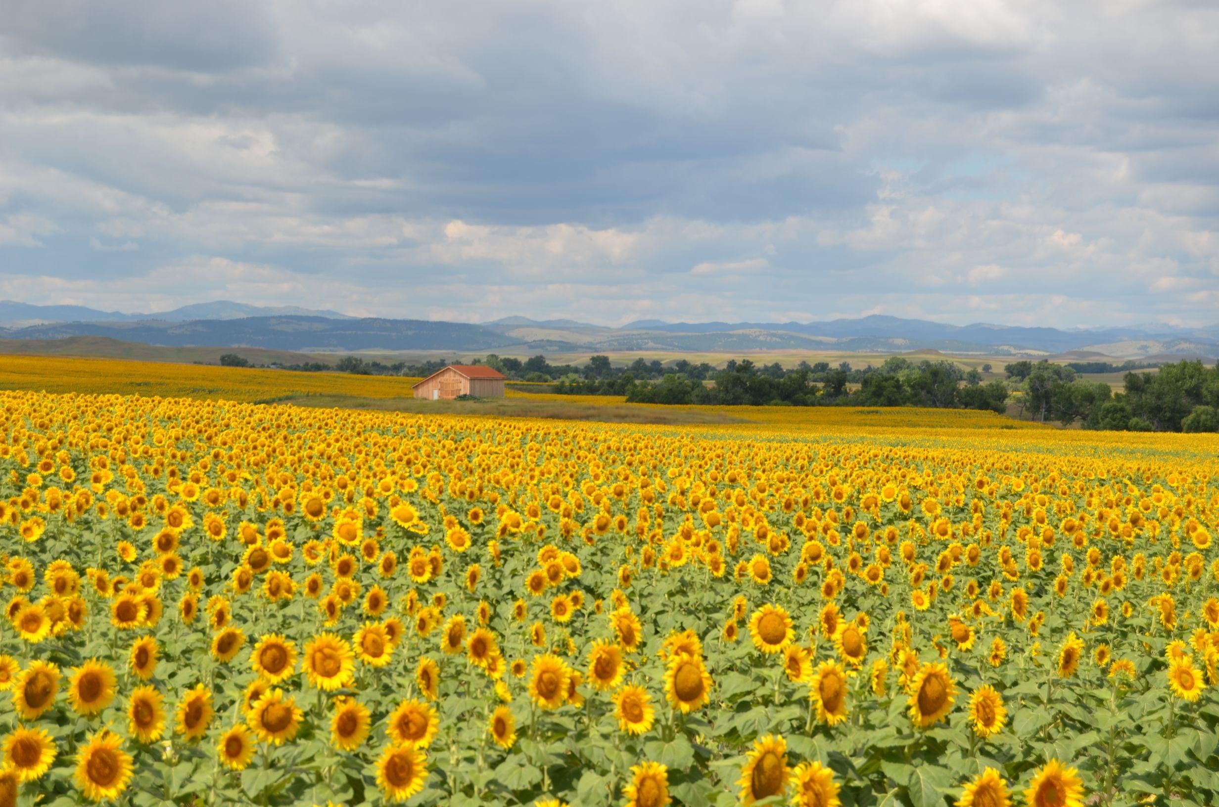 County Road 656, Buffalo Gap, SD 57722 MLS Lame Johnny Creek Farm
