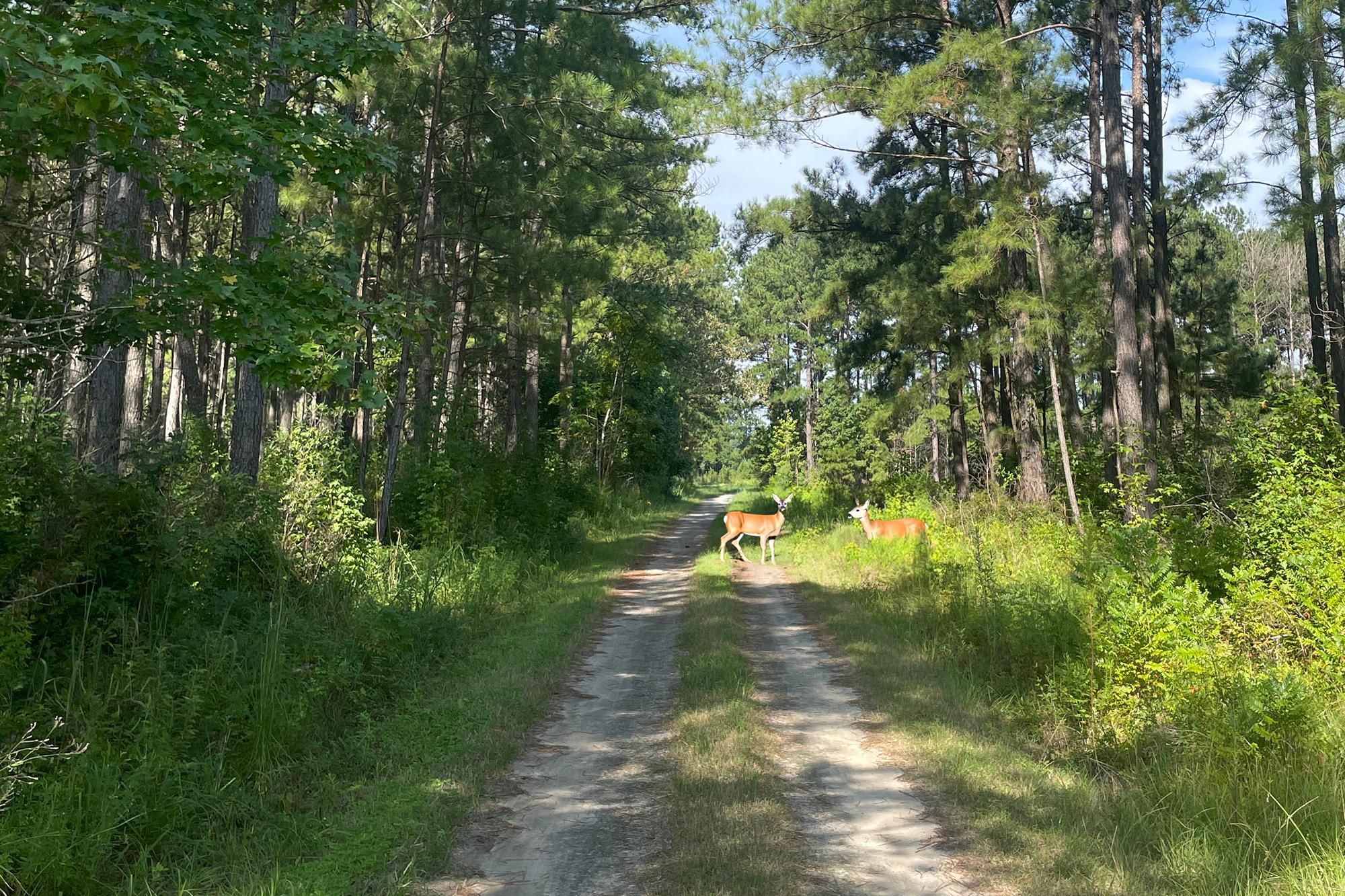 192 Acres, Intersection of Taft and Seaboard Roads, Lane, SC 29564