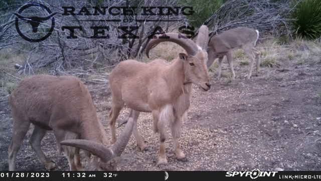 271.1 Acres, Juno, TX 78840 | Land and Farm