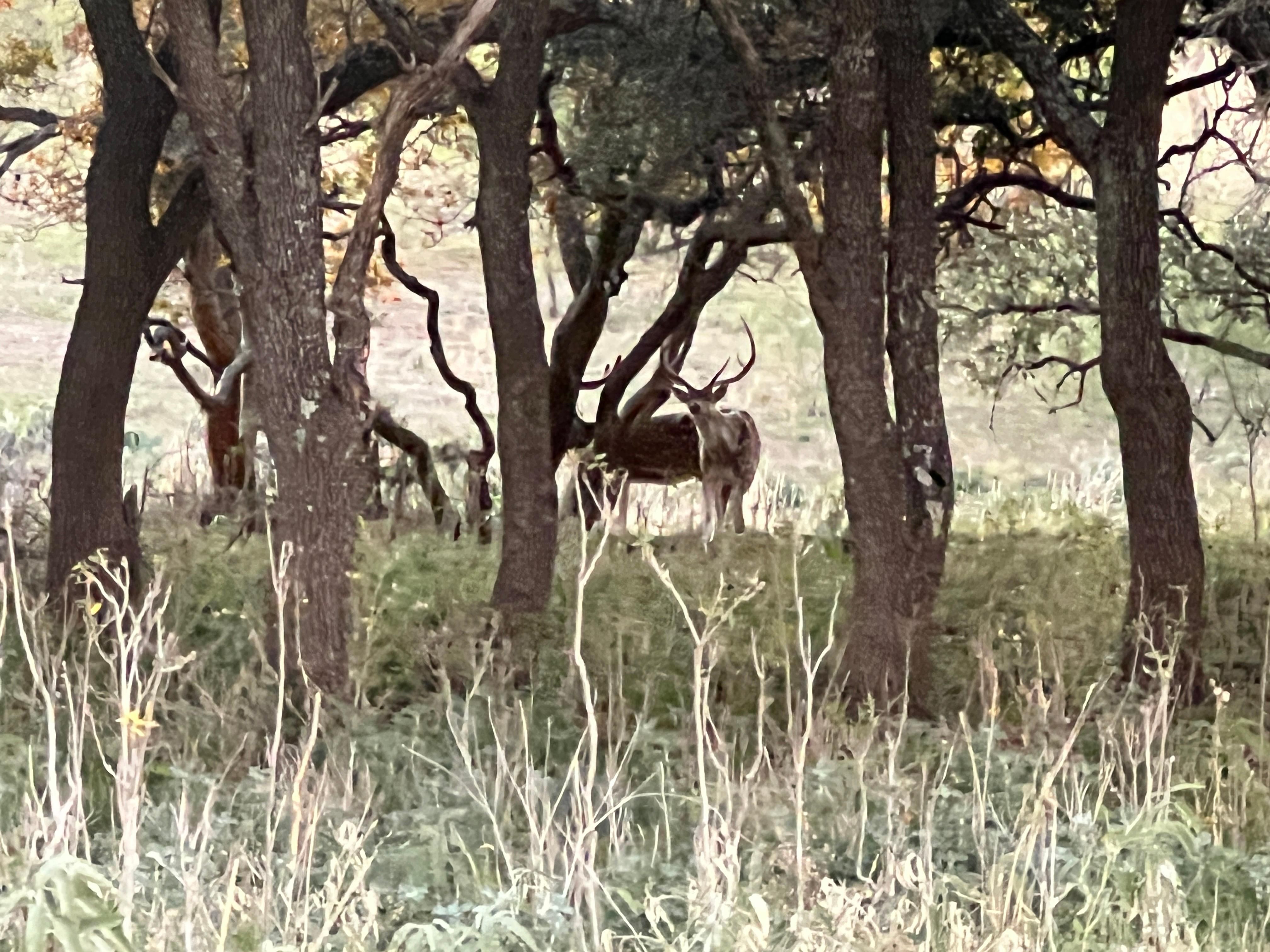 76.22 acres in Ozona, TX, 76943 Land and Farm