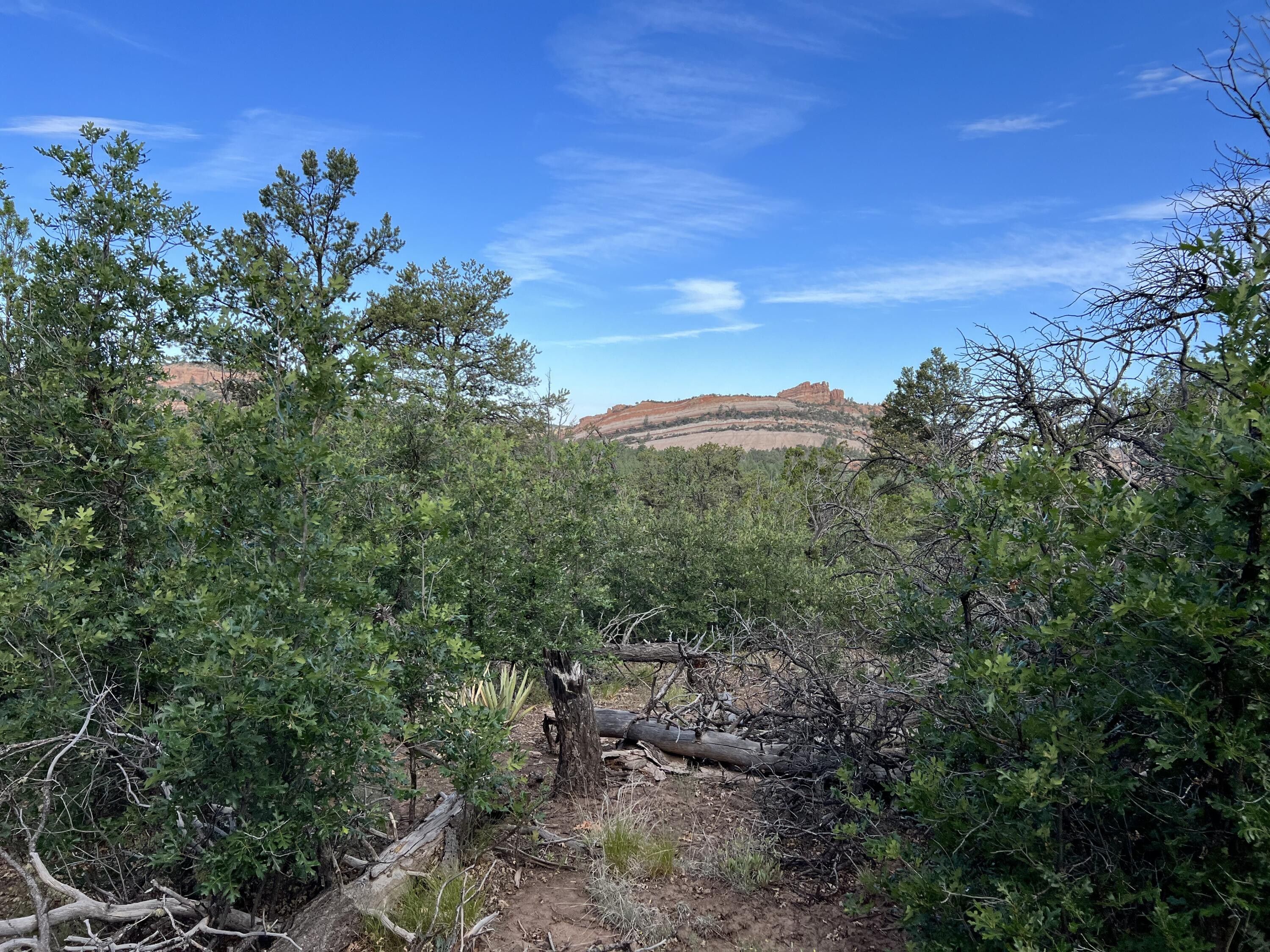 4.46 Acres, Box S Ranch/Burnt Timber Court, Ramah, NM 87321 Land and Farm
